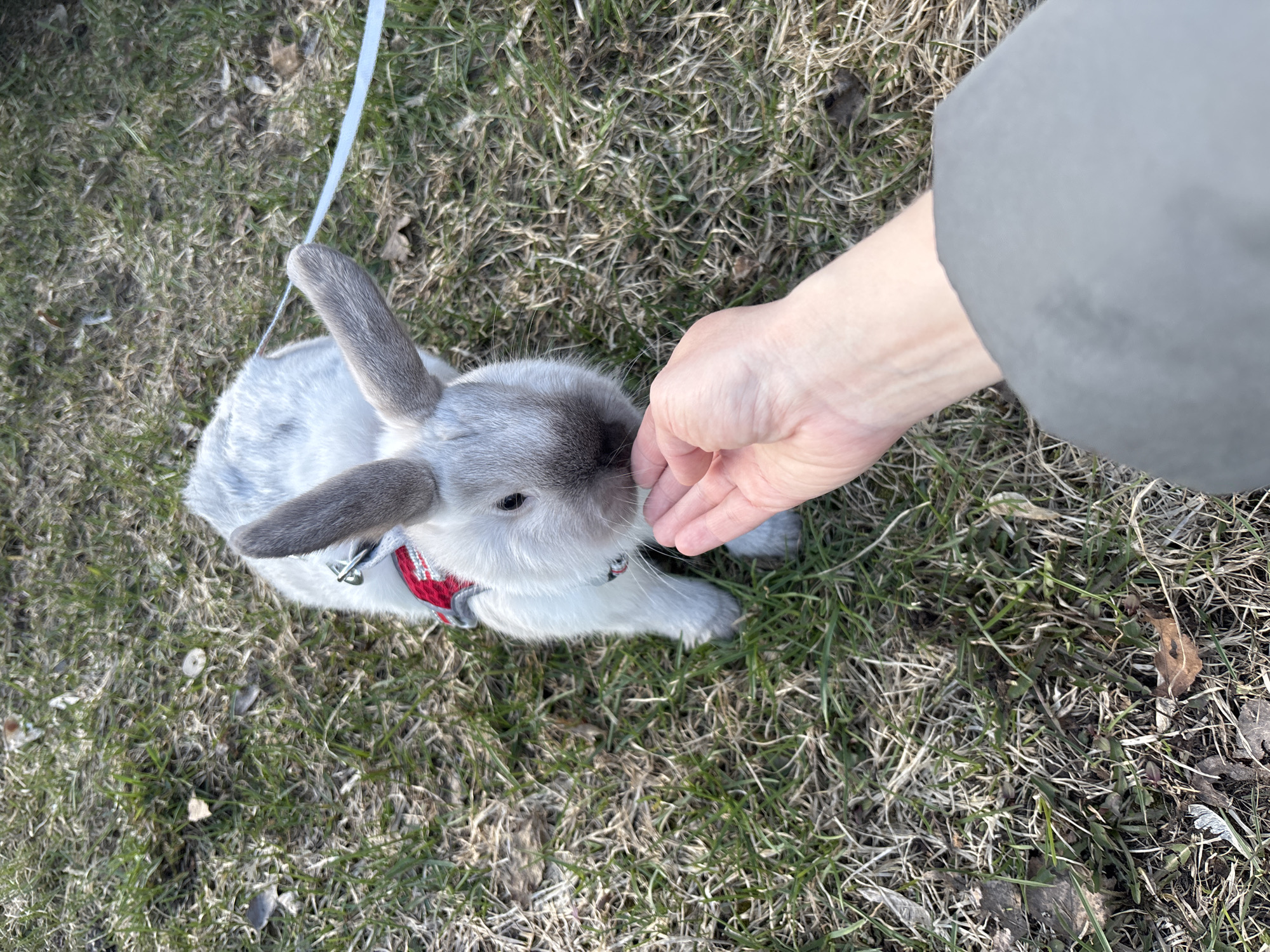 This eye-level outdoor photograph captures a tender interaction between a human and a rabbit. The scene is set on a patch of ground covered with a mix of green and dry, brownish grass, typical of an outdoor area such as a park or yard in Chaikovsky, Russia.
A small rabbit, distinguished by its light grey or off-white fur with darker grey ears, nose, and paws, is the central focus, positioned on the left side of the frame. It is wearing a red harness with metal buckles, to which a thin, white leash is attached, extending upwards out of view. The rabbit's head is tilted slightly upwards, looking intently towards a human hand that enters the frame from the upper right. The fair-skinned hand, with fingers gently curved, appears to be either offering a treat or delicately petting the rabbit's muzzle. A grey fabric sleeve, likely part of a jacket or coat, is visible on the human's forearm.
The bright, natural lighting suggests it is daytime. The interaction depicted is calm and gentle, highlighting a moment of connection between the human and the rabbit. No text is visible within the image.
