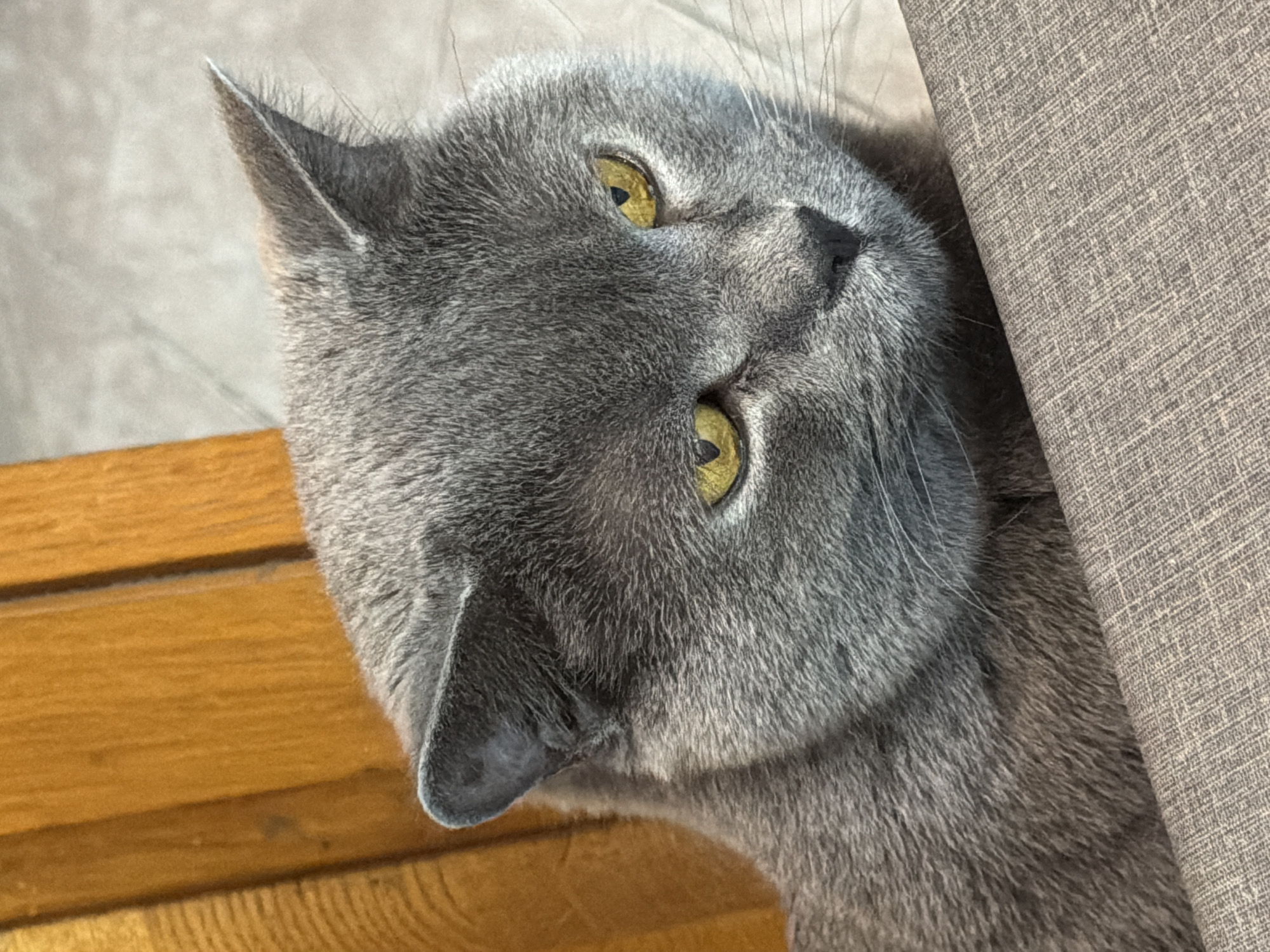 A close-up, eye-level shot captures a gray cat with bright yellow eyes looking downwards and to the right. The cat's fur is dense and short. The cat is positioned on a textured, neutral-colored surface in the foreground, with its head and upper body visible. Behind the cat, on the left side of the frame, are vertical wooden planks with a warm, orange-brown hue. The background is out of focus and appears to be a light-colored, possibly textured surface. There is no indication of the city of Rome, Italy in the image.