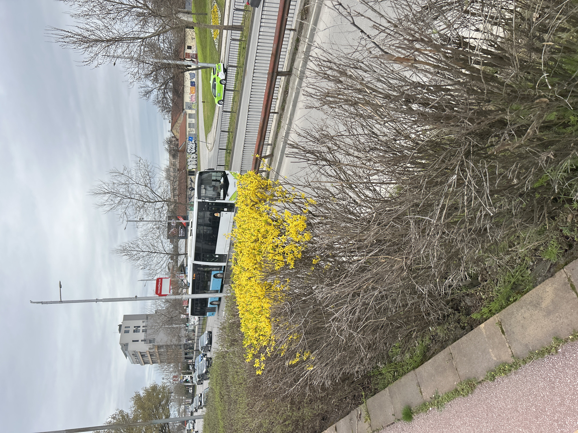 The image shows a street scene in Plovdiv, Bulgaria, next to a bus stop. A white bus is parked alongside a yellow flowering shrub. The street is lined with a metal railing and beyond that, there is a grassy area with some trees. A building and traffic can be seen in the background. The sky is overcast. The scene is viewed from sidewalk level.
