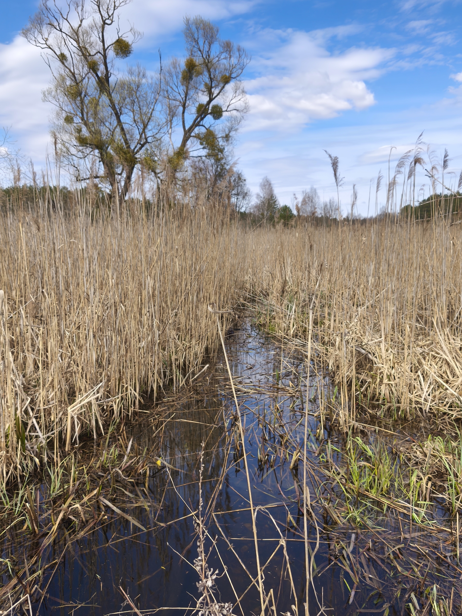 A photograph depicts a marshy landscape on a sunny day in Парэчча, Belarus. A dense growth of tall, dry reeds dominates the scene, interspersed with pools of dark water. At the lower foreground, the water is prominent, reflecting the sky and the surrounding vegetation. Some green shoots emerge from the water among the dry reeds. In the mid-ground, the reeds become denser, obscuring much of the water's surface. In the background, a leafless tree stands on the left, heavily infested with clumps of mistletoe. Other trees are visible in the distance, against a bright blue sky with scattered white clouds.