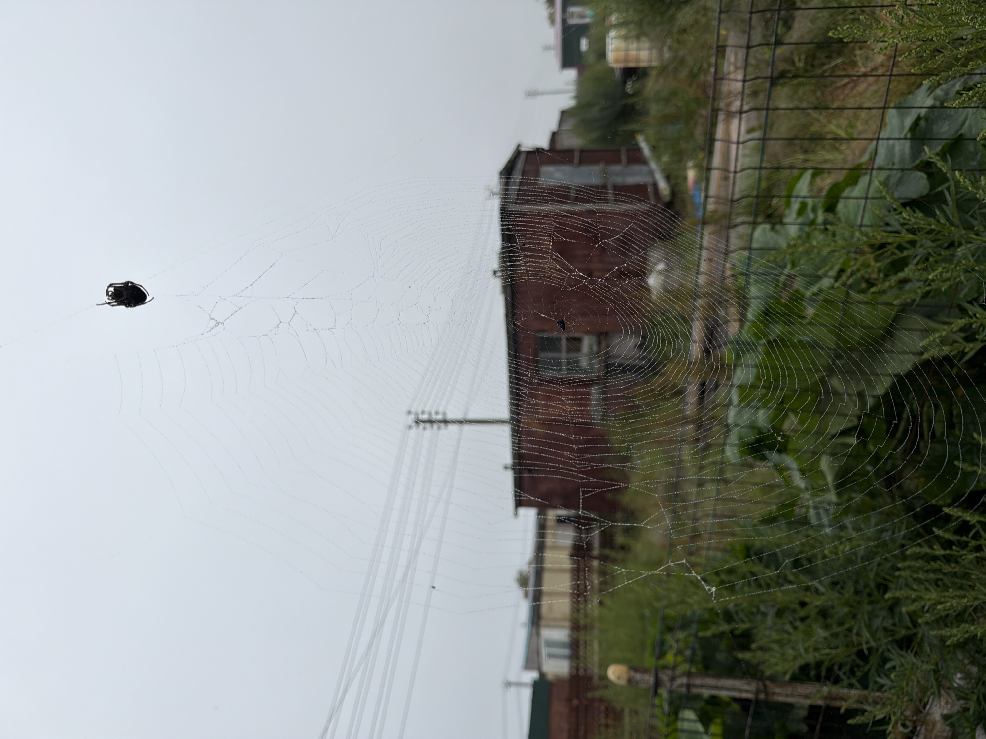 An upside-down spider is suspended from a web in the foreground, which is adorned with small droplets of water. Behind the web, a small, dark red, rectangular building with a metal roof is visible, along with other outbuildings and greenery. The sky is overcast and appears a dull gray. The scene is located in Yuzhno-Kurilsk, Russia.
