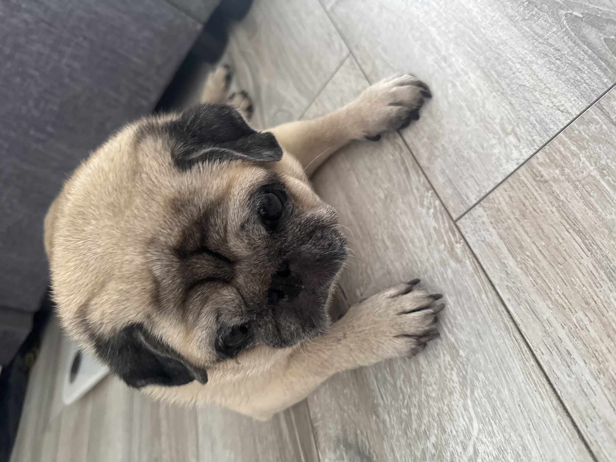 A fawn-colored pug dog is lying on a light gray, wood-look tiled floor, with its body angled towards the bottom right of the frame. The dog's head is turned to the left, and it is looking down. Its ears are dark brown and floppy. The dog's paws are visible in the foreground and middle ground, with dark claws. In the background, a dark gray sofa is partially visible, and a white object, possibly a scale, is on the floor to the left of the dog. The lighting appears to be natural, coming from above. There is no discernible city or specific location information present in the image.