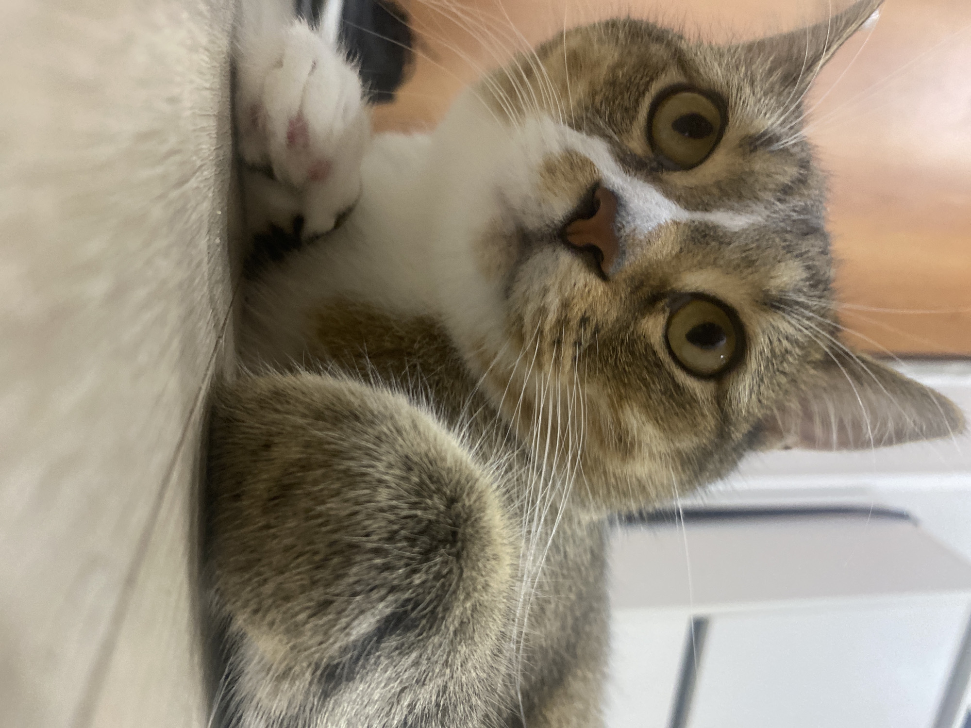 A close-up, low-angle shot shows a tabby cat lying on a light-colored wooden floor. The cat is facing the camera with its head slightly tilted. Its eyes are wide open and a striking yellow-green. A white stripe runs down the center of its forehead, separating the brown and grey tabby markings. The cat's nose is a dark pink. Its front paws are visible, one resting in front of the other. The paws are white with pink pads. The cat's whiskers are long and white. The background is blurred, showing a cream-colored wall and a door. No specific location in Novokuybyshevsk, Russia, can be determined from the image.