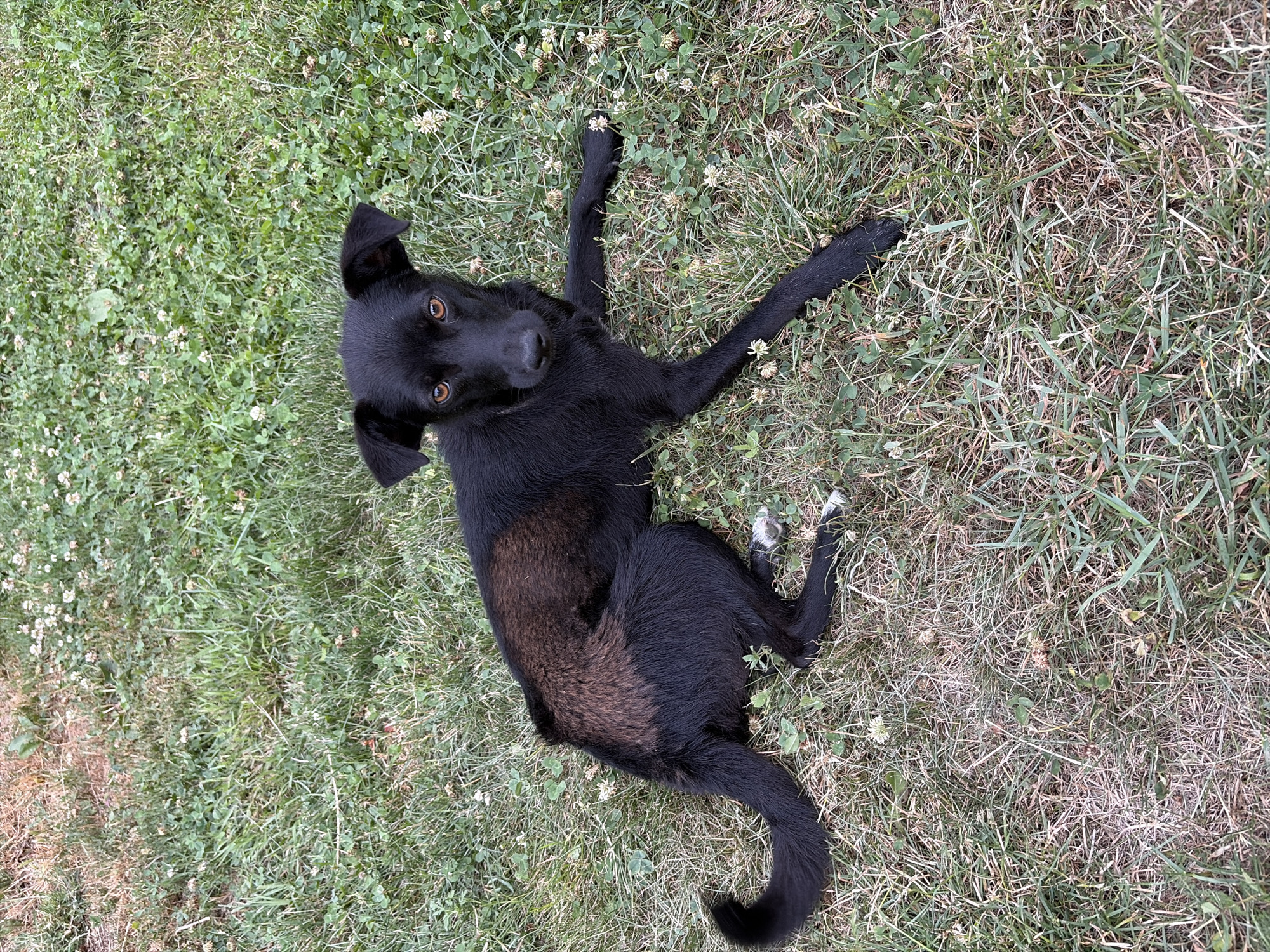 A black dog with short fur and amber eyes lies on a grassy lawn. The dog is facing the camera, with its head slightly tilted. Its body is mostly black, but there is a patch of lighter brown fur on its back. Its tail is curled up behind it, and its legs are stretched out in front of it. The grass is a mix of green and dry blades, with some small white flowers scattered throughout. The scene appears to be outdoors, possibly in a park or backyard. There is no indication of a specific location in the city of Oxentea, Moldova.
