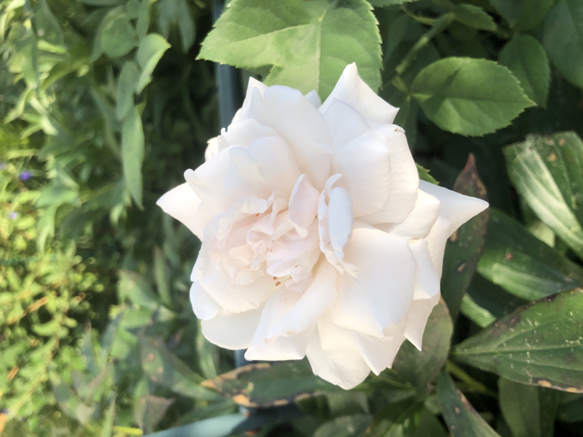 A close-up, slightly overhead shot captures a single, delicate white rose in full bloom, positioned centrally against a blurred background of lush green foliage. The rose's petals are soft and layered, with hints of pale pink blush visible towards the center, where the stamens are beginning to show. The leaves of the rose plant are a deep green, some showing signs of age with darker patches. The lighting suggests it is daytime, likely morning or late afternoon, casting a gentle glow on the flower. The background is a soft focus of varying shades of green, with hints of other plants and possibly some faint purple blooms in the distance. The image is devoid of any human presence or activity. The setting appears to be a garden.