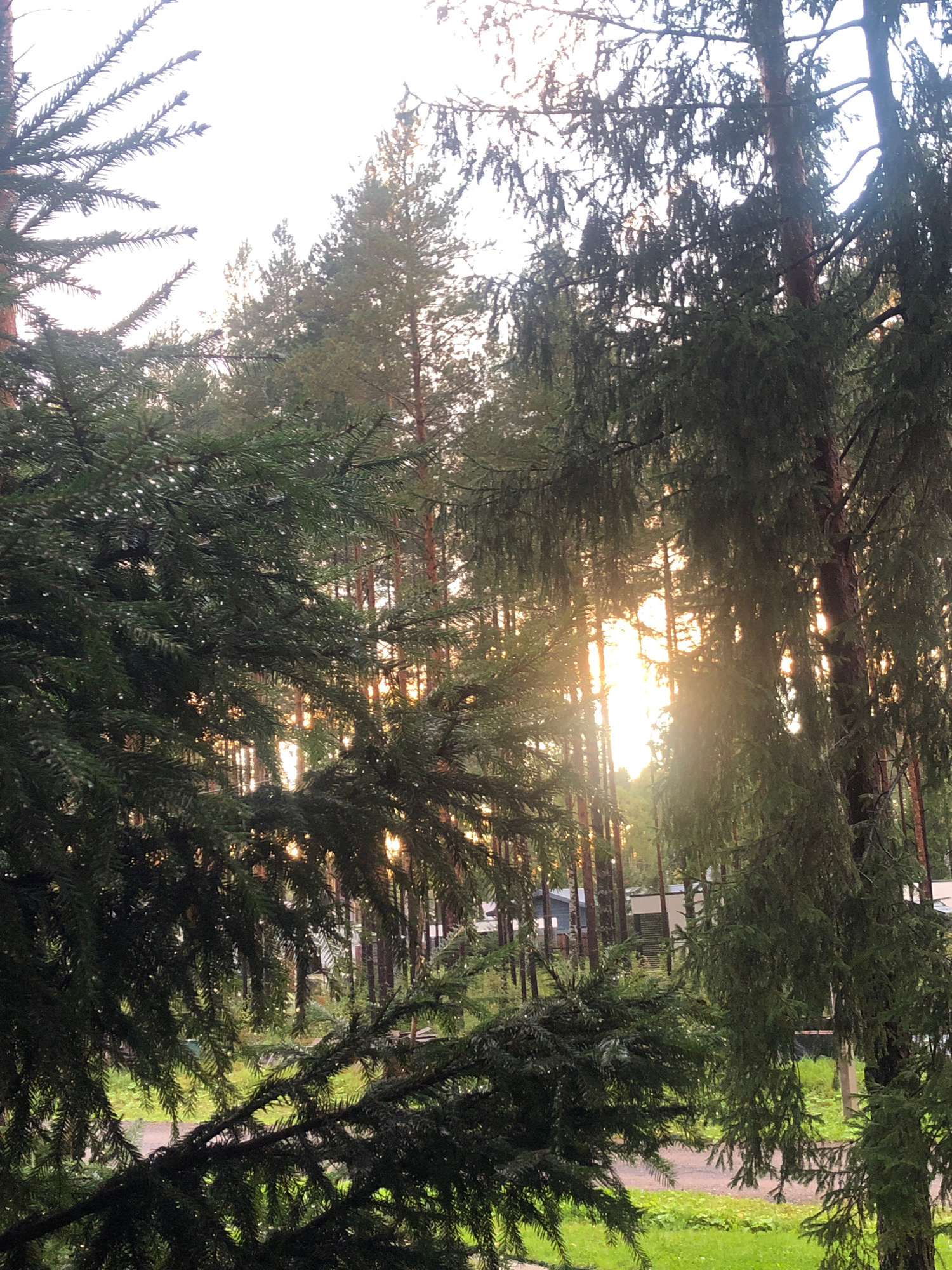 The image depicts a sunlit forest scene with tall evergreen trees. The sun is setting, casting a warm glow through the branches and needles of the fir trees that dominate the foreground. In the background, through the dense foliage, glimpses of buildings with light-colored roofs are visible, suggesting a residential or recreational area. The ground appears to be covered in green grass and a dirt path. The overall impression is one of a tranquil, natural setting with signs of human presence in the distance. The specific location in the city of Unknown, Russia, cannot be determined from the visual information alone.