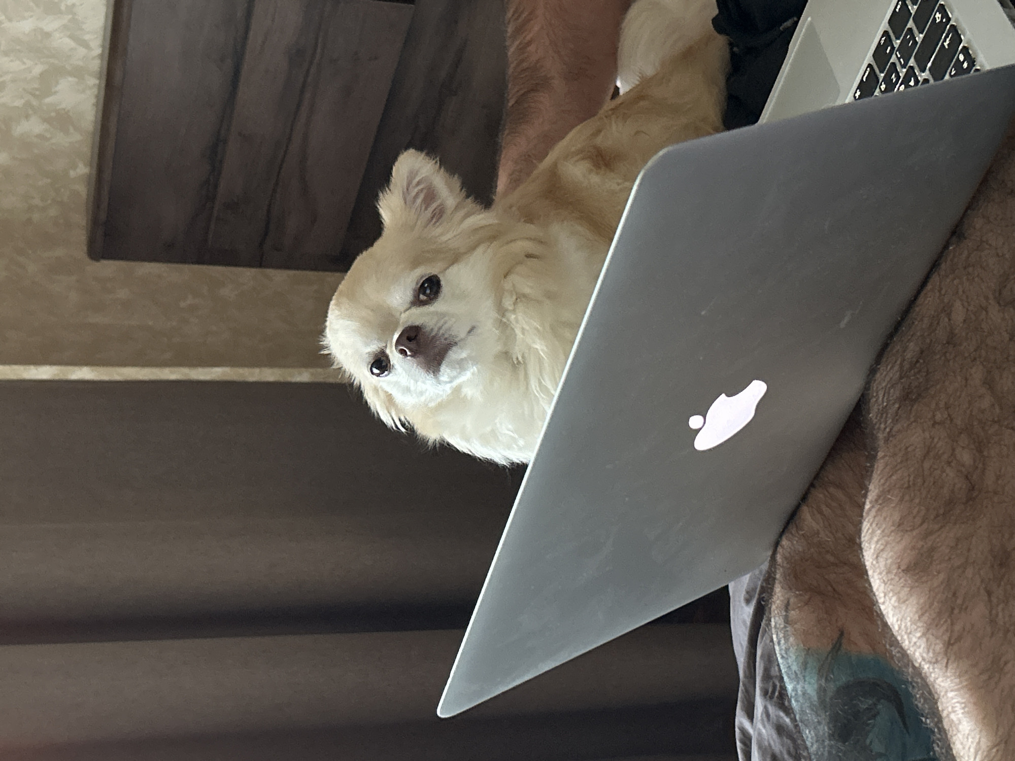 A cream-colored long-haired dog is sitting in front of a laptop on a bed. The dog is facing towards the camera, with its head tilted slightly to the left. Its eyes are looking upwards. The laptop is open, and the Apple logo is visible on the lid. The background consists of a dark brown curtain and a wooden headboard of a bed. A person's arm and leg, with visible hair and a tattoo on the leg, are also visible in the lower part of the image. The scene appears to be indoors, likely in a bedroom in Moskovskiy, Russia.