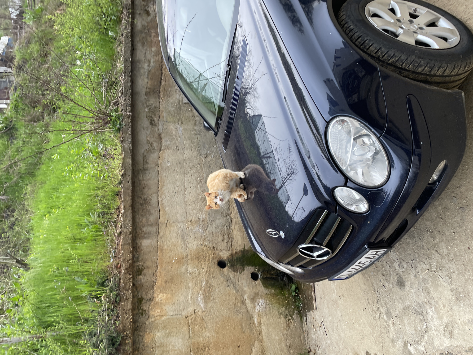 The image shows a dark blue Mercedes-Benz car parked on a concrete surface next to a concrete wall with green vegetation behind it. Two cats are on the hood of the car. One cat is orange and white, while the other is grey. The location is likely near Zlatograd, Bulgaria, given that the car's license plate is from the SM region (Smolyan), a region in southern Bulgaria, which includes Zlatograd.