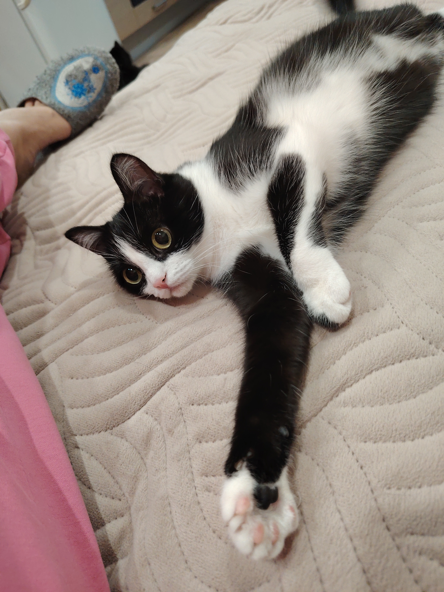 A black and white cat is lying on a beige textured blanket. The cat is positioned diagonally across the frame with its head towards the left and its body extending towards the top right corner. The cat is looking at the camera with yellow eyes and has one black paw extended towards the bottom right. The cat has white paws with pink beans. To the left of the cat, there is a person wearing a pink sleeve, and a slipper is visible in the top left corner. The location is Unknown, Unknown.