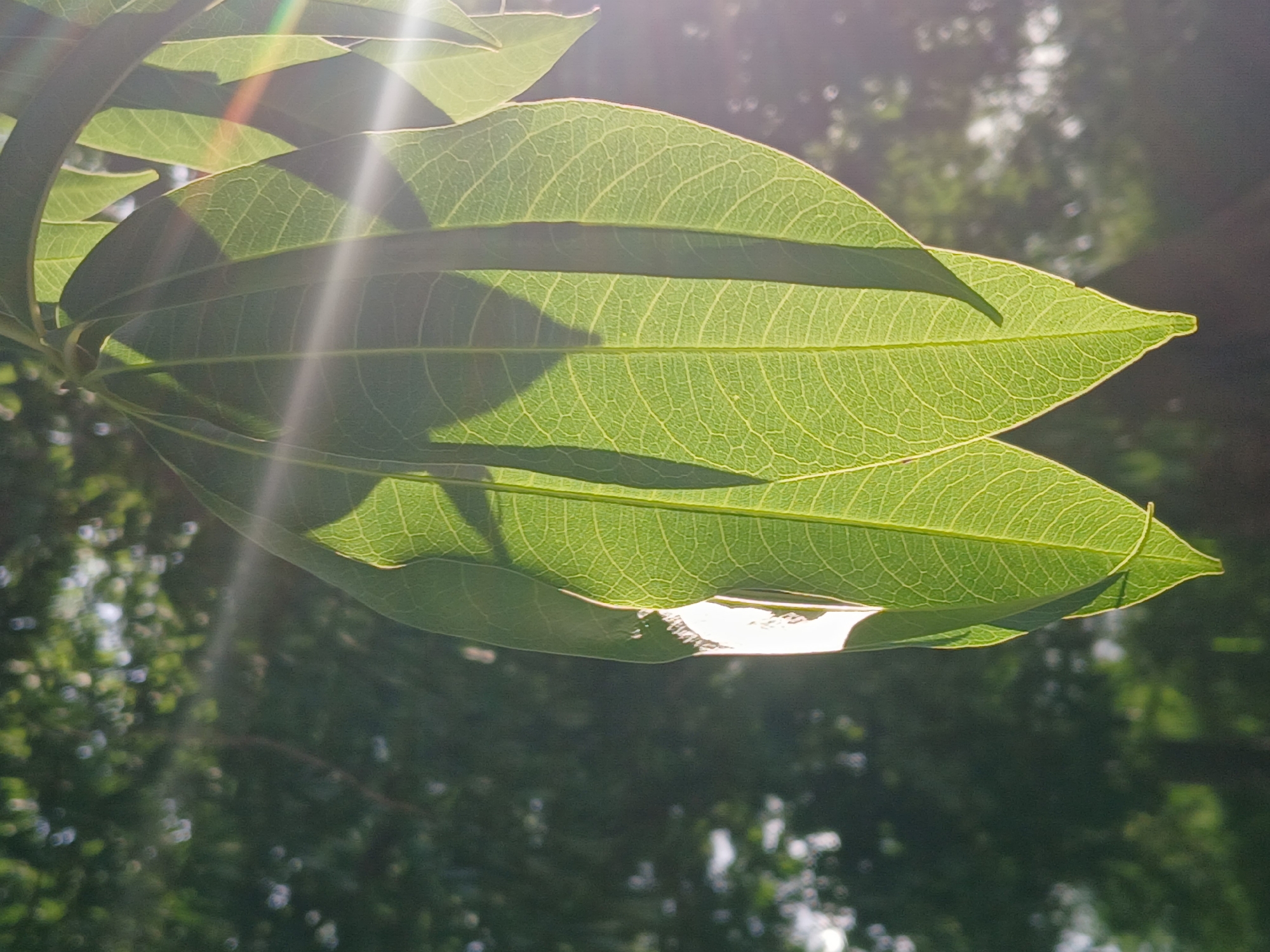 The image shows a close-up of several green leaves illuminated by sunlight, casting shadows. The sunlight creates lens flares and highlights on the leaves, revealing their vein patterns. The background is blurred, showing a dark, dappled green foliage with some bright spots, suggesting an outdoor environment with trees. The overall impression is one of natural beauty, possibly captured in a park or garden. There are no people or man-made objects visible, and no specific location in Ciudad Guayana, Venezuela, can be determined from the image alone.
