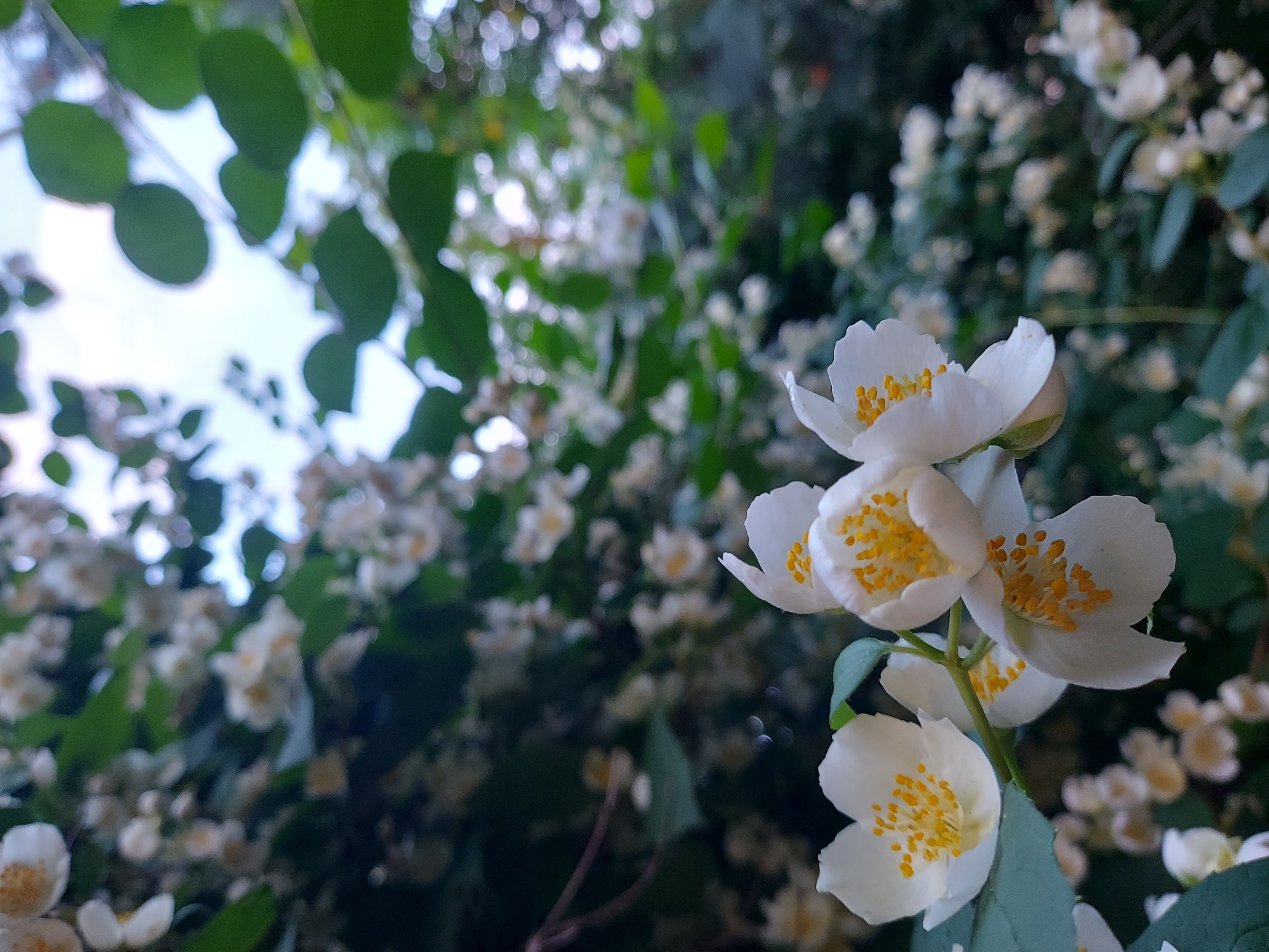 In a garden, a close-up shot focuses on a cluster of white jasmine flowers with yellow stamens. The background is blurred, showing more jasmine blossoms, green leaves, and a hint of the sky through the foliage. The image is taken outdoors in natural light, with a shallow depth of field. No people are present in the frame. This scene could be found in a park or residential area in Brest, Belarus.