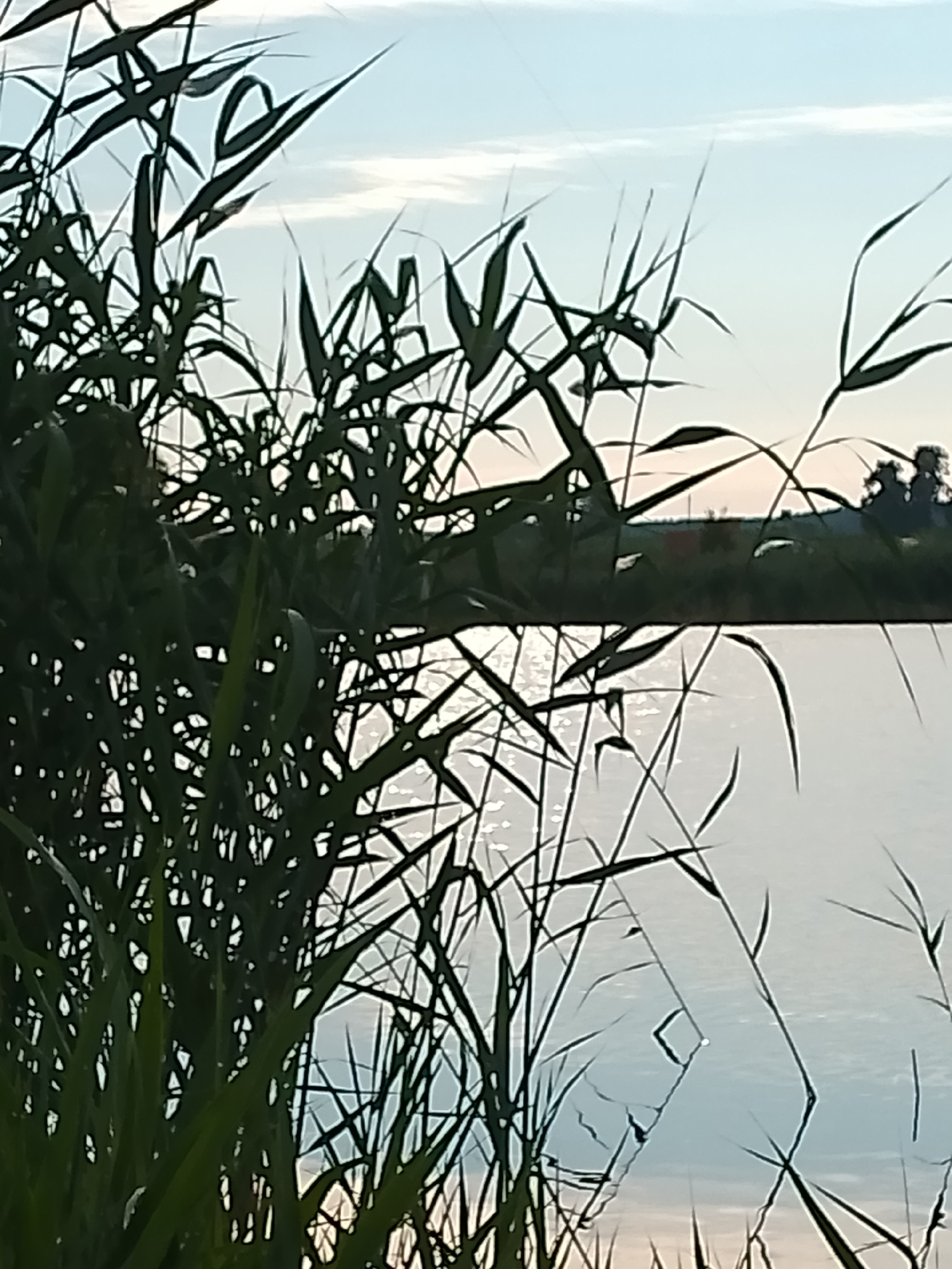 The image depicts a natural scene with reeds in the foreground, silhouetted against a bright sky and a body of water. The reeds are dark green and appear to be a type of tall grass or marsh plant, with long, slender leaves. The sky is a pale blue with some wispy clouds. The water reflects the sky and the reeds, creating a shimmering effect. In the background, a distant treeline with some structures is visible. The overall impression is one of a peaceful, natural landscape. The image's metadata indicates its location as Свіслацкі сельскі Савет, Belarus.