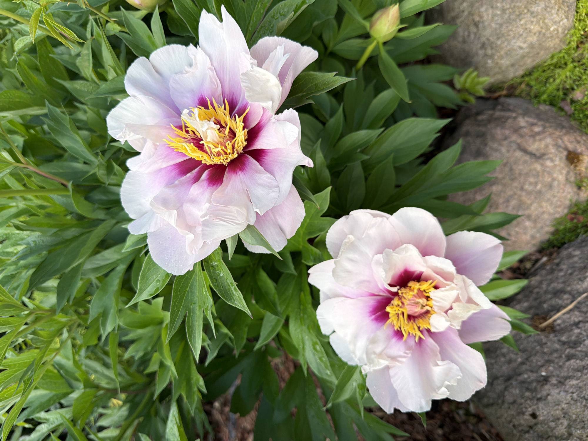 This is a close-up, eye-level, outdoor, vertical shot of two blooming peonies in a garden setting. The peonies are large and vibrant, with delicate white and pink petals that transition to a deep magenta at the center. The centers of the flowers are filled with bright yellow stamens. The flowers are surrounded by lush green foliage, some of which appears to be wet, possibly from recent rain, with visible water droplets on the leaves. In the foreground, rough, grey stones and patches of green moss are visible, suggesting a naturalistic garden design. The background consists of more dense green foliage. There are no people or animals present in the image. The overall lighting suggests it may be morning or late afternoon. The scene is located in a garden in Baloži, Latvia.
