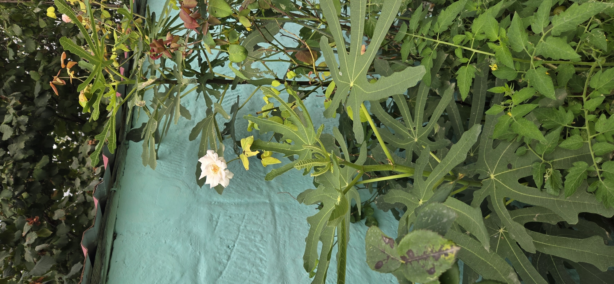A white rose blooms against a textured, teal-colored wall in Tel, Azerbaijan. The rose is partially obscured by large, green, lobed leaves, likely from a fig tree. The surrounding foliage is dense, with various shades of green and some brown, dried leaves, suggesting an outdoor garden setting. A corrugated metal roof, partially visible at the top of the image, hints at a nearby structure. The overall impression is of a natural, slightly overgrown garden space in an urban or semi-urban environment. There are no people or animals present in the image.