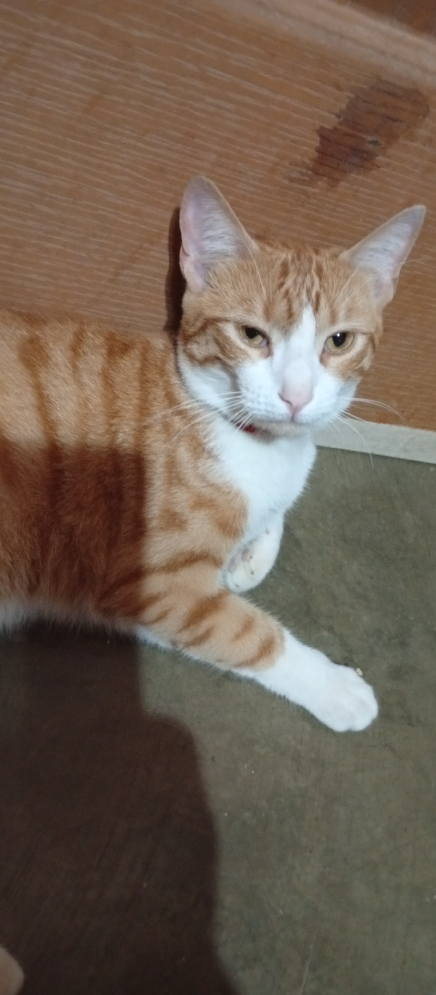 A medium-shot photograph shows an orange and white tabby cat lying on a dark, possibly concrete, floor against a light brown wall, possibly wooden. The cat is facing the camera with its right paw extended and resting on the floor. The cat has orange stripes on its head and body with a white chest, face, and paws. It is wearing a red collar around its neck. The background consists of a wall with horizontal lines suggesting it's a wooden surface, stained with what appears to be a water spot. The lighting in the scene is uneven, creating shadows around the cat. The photograph was taken indoors. The photograph location is unknown. The claim that it is located in Altagracia, Venezuela cannot be confirmed.