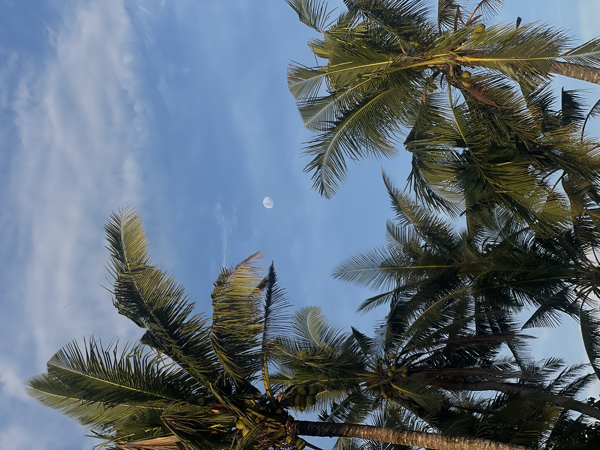 The image captures an upward view of a bright blue sky framed by several towering coconut palm trees, set in Selemadeg, Indonesia. The sky is mostly clear with scattered, wispy white clouds. A distinct, partially visible moon is prominently featured in the upper central part of the sky, suggesting either an early morning or late afternoon time of day.
Multiple palm trees, laden with dark green fronds, extend into the frame from all sides, their foliage creating a natural border around the sky. Several clusters of green coconuts are visible among the fronds of some trees. The lighting casts some parts of the palm fronds in shadow while others are illuminated by sunlight.
In the far upper left portion of the sky, small, faint purple specks can be seen, which appear to be distant kites or balloons. The perspective is from directly below the trees, emphasizing their height and the expansive sky above. There is no human activity or visible text in the scene, conveying a sense of natural tranquility.