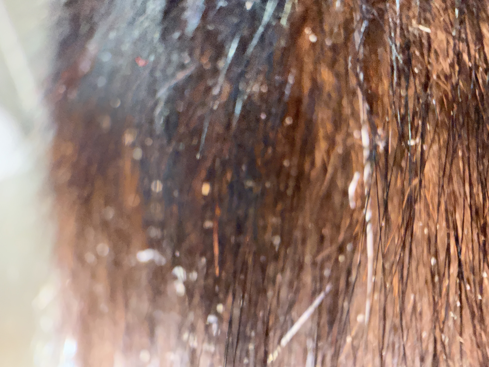 The image presents a magnified view of densely packed hair strands in various shades of brown, black, and auburn. Numerous irregularly shaped, white to light-colored particulate matter, ranging from small dots to elongated specks, are distributed throughout the hair. Some strands exhibit a sheen consistent with moisture or liquid residue. The foreground and midground hair strands are in sharper focus compared to the heavily blurred background, which presents indistinct shapes and light sources. No individuals, overt actions, or identifiable environmental structures are visible, beyond the textural details of the hair and its associated matter. The scene is situated in Chaikovsky, Russia.