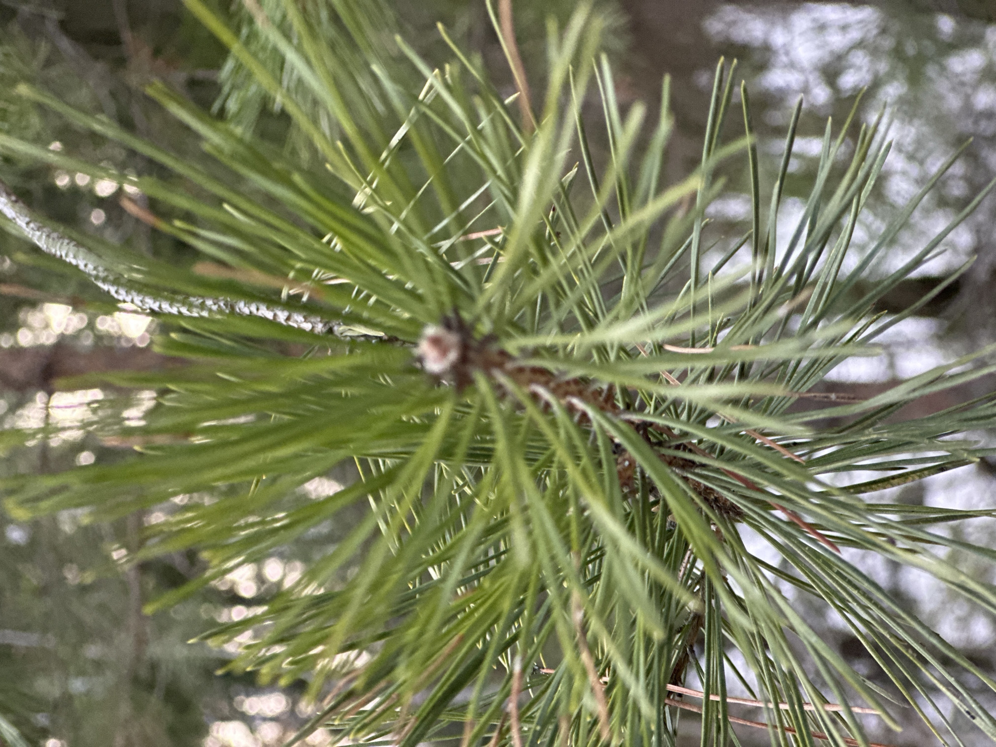 The image shows a close-up view of pine needles attached to a branch. The needles are green and appear healthy. The branch is brown and has a rough texture. The background is blurred, but it appears to be an outdoor environment, likely a forest or park. The location and city of Chaikovsky, Russia, are not determinable from this image alone. There are no people visible in the image.