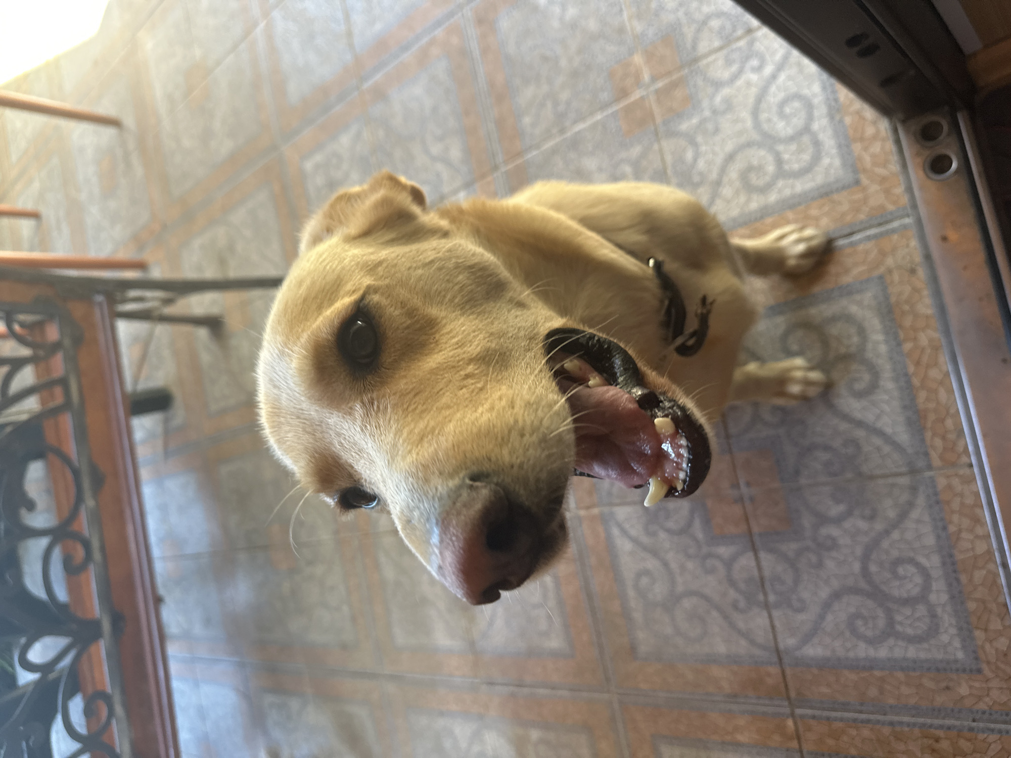 A close-up, medium shot captures a light-brown dog with its mouth open, as if yawning or panting, sitting on a tiled floor. The dog's tongue and teeth are visible. The background consists of a tiled floor with a decorative pattern, a wooden bench with a metal railing, and wooden table legs. The lighting suggests it is daytime, with sunlight casting shadows on the floor. The scene is indoors, possibly on a patio or in a sunroom, given the tiled floor and the presence of furniture. The image does not provide any specific visual cues to place it in Sochi, Russia.
