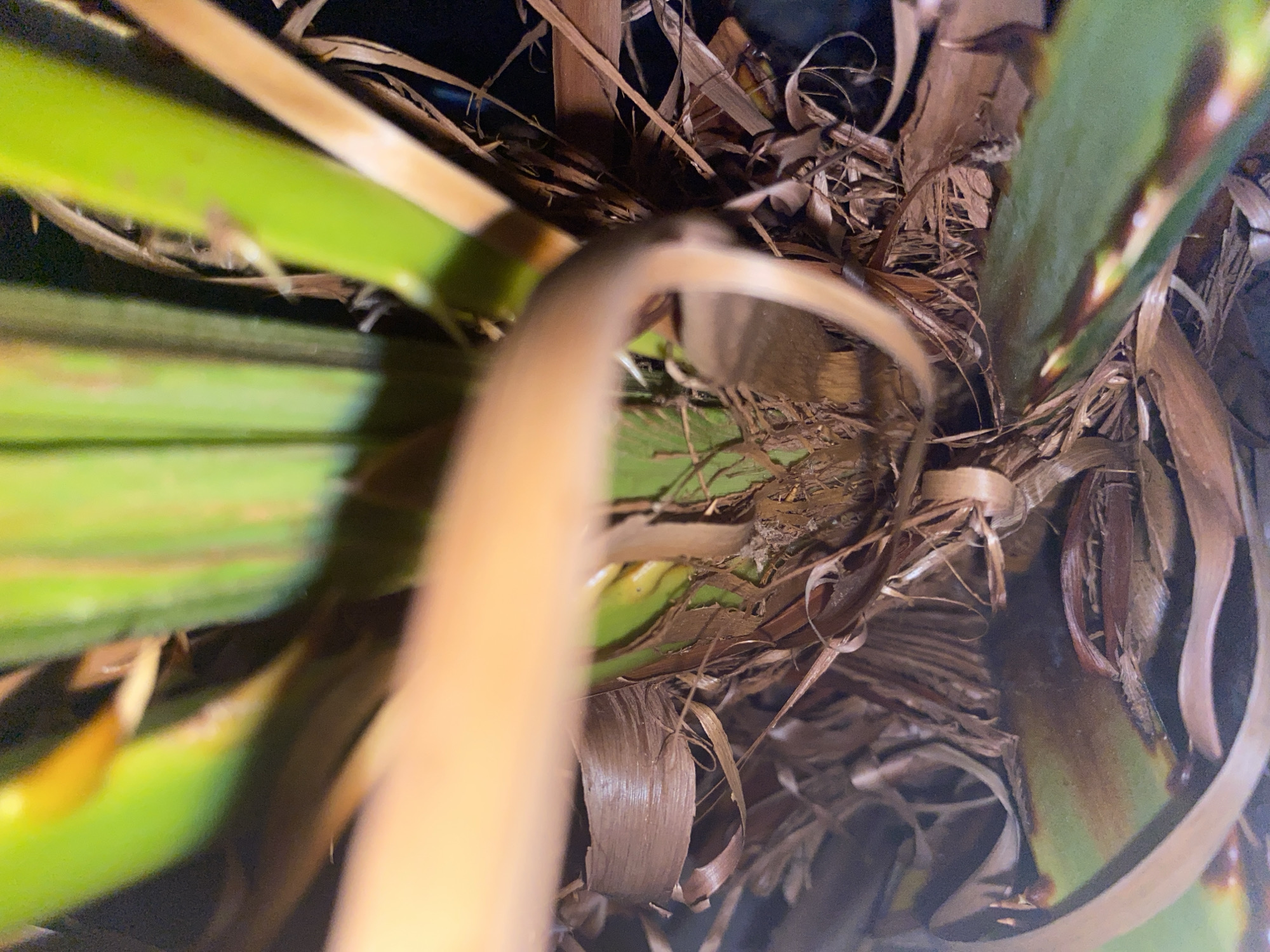 This is a close-up, top-down view of a plant, likely taken indoors or in a shaded outdoor area given the dark background and lighting. The subjects are the plant's green leaves and dried brown foliage. The perspective is looking down into the center of the plant, with some elements out of focus, suggesting a shallow depth of field.
The composition emphasizes the textures and colors of the plant. Bright green, fleshy leaves are partially visible on the left and right sides of the frame, contrasting with the dry, brittle, and brown leaves that form a dense, tangled mass in the center and upper portions of the image. The dried leaves appear to be decaying or have fallen from the plant. A light brown, curved stem or leaf is prominent in the foreground, adding a sense of depth.
There is no discernible activity or event taking place; the image is a still life of the plant. The time of day and weather are not indicated. There are no visible text elements in the image. The overall impression is one of natural textures and organic forms within a close-up botanical study.