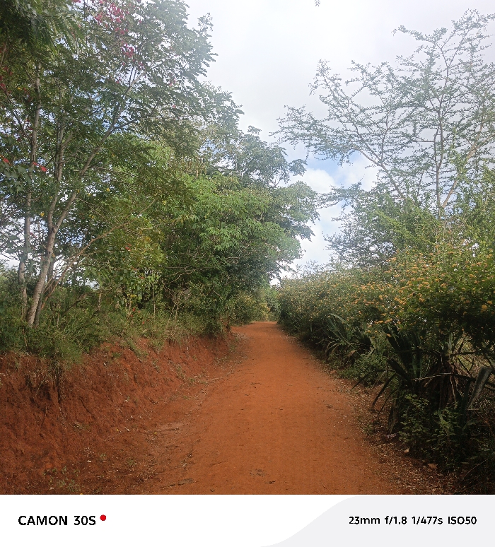 The image depicts a rural dirt path in Kasunguni, Kenya, extending into the distance under an overcast sky. The unpaved path is reddish-brown, indicating iron-rich soil, and appears dry. Dense green vegetation borders both sides of the path. On the left, a sloped embankment of exposed reddish earth rises to a thick line of trees and shrubs. Some trees on the left exhibit lighter bark and hints of red foliage or flowers among their green leaves. On the right, the path is flanked by a dense growth of shrubs, some bearing small yellow flowers, and spiky agave-like plants. The canopy of trees and shrubs partially obscures the sky, which shows patches of white clouds and glimpses of blue. No people, animals, or man-made structures other than the path itself are visible.