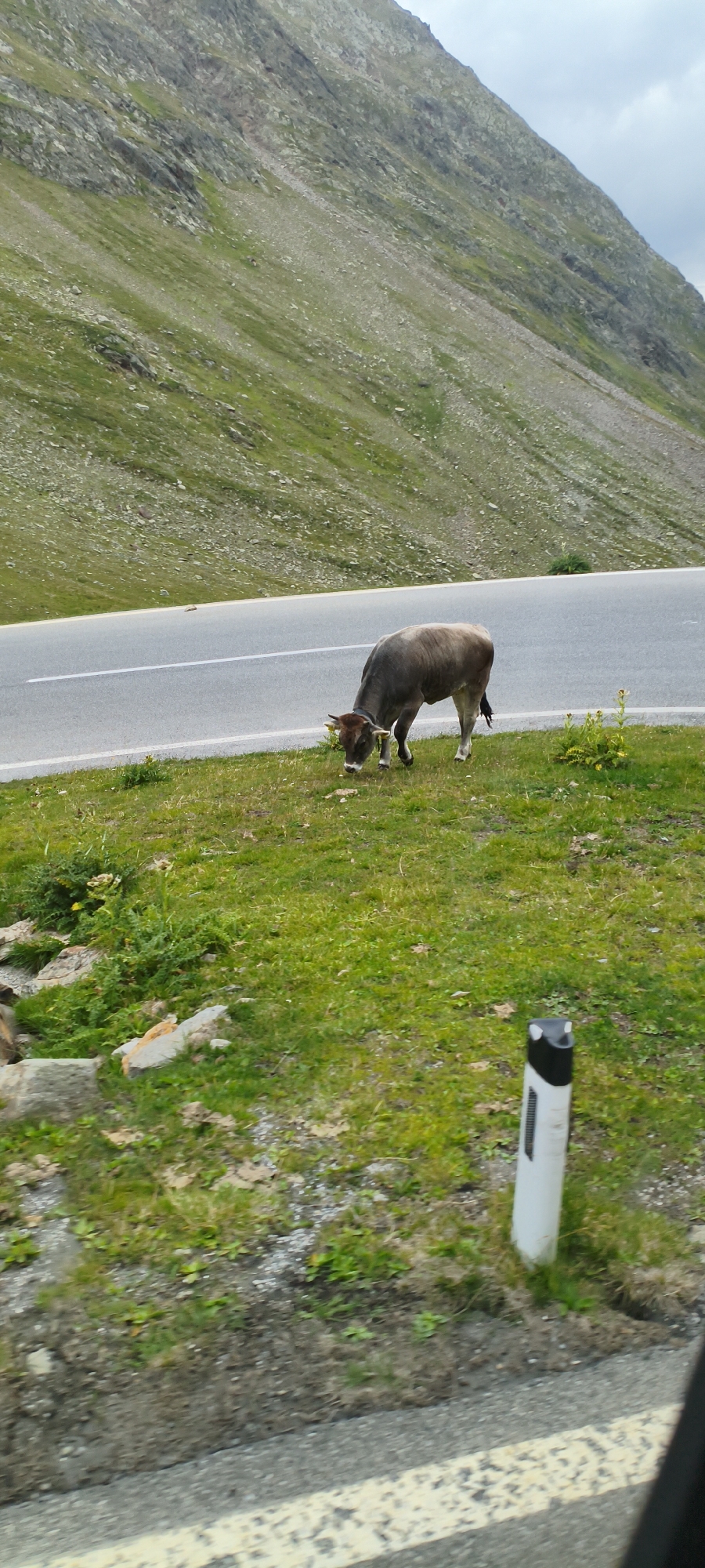 A single cow is grazing on a grassy verge next to a paved road. The road has a white line painted on its surface. In the background, a steep, green mountainside rises, dotted with rocks and patches of vegetation. The sky above is overcast. A white and black striped marker post stands in the foreground on the right side of the image. The scene is a roadside in a mountainous region, possibly near Sölden, Austria, a known location for its alpine landscapes and grazing livestock.