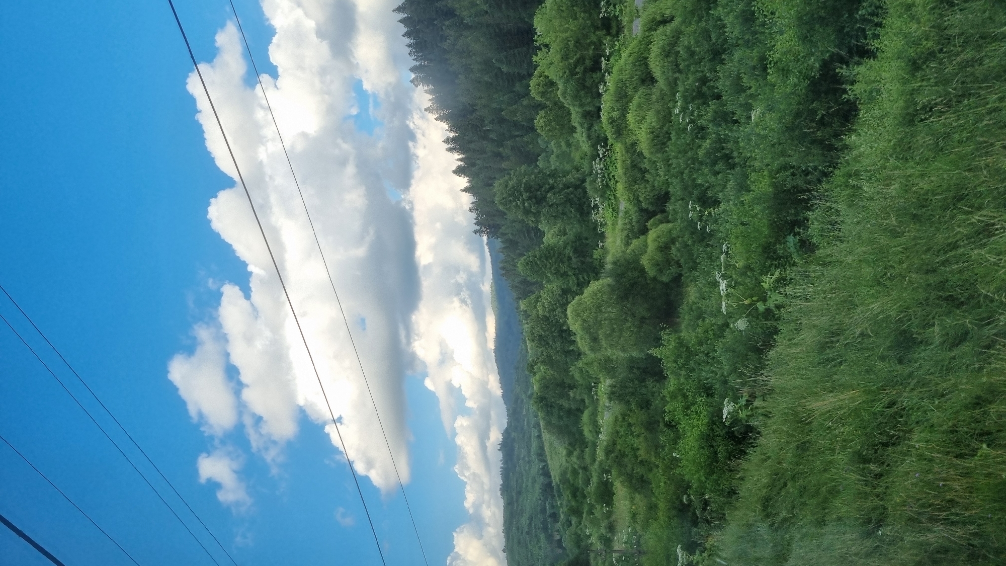 The image depicts a lush, green landscape under a bright blue sky with scattered white clouds. In the foreground, tall, wild grasses grow abundantly, leading into a dense expanse of varied green vegetation and trees. Beyond this, rolling hills covered in trees and vegetation extend towards a distant, darker green forest that crowns the highest ridge. Power lines stretch across the top of the frame, diagonally intersecting the sky. The scene is set in Rozluch, Ukraine, a location characterized by its natural beauty and rural setting. There are no people or visible actions in the image; it is a still, environmental portrait.
