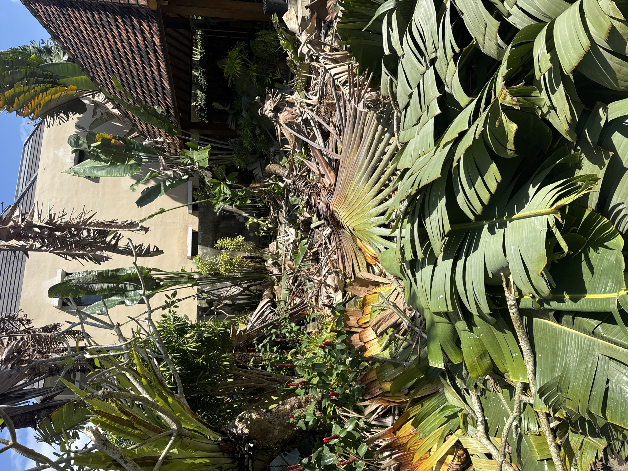 The image shows a dense cluster of tropical foliage, including large banana leaves, a fan palm, and other plants, surrounding a building in Kuta Selatan, Indonesia. The building has a red-tiled roof and a light-colored exterior wall with a window. The foliage is thick and varied, with some leaves appearing healthy and green, while others are dry and brown. The sky is partially visible in the upper left corner of the image. The image is taken from a low angle, looking up at the building and foliage.