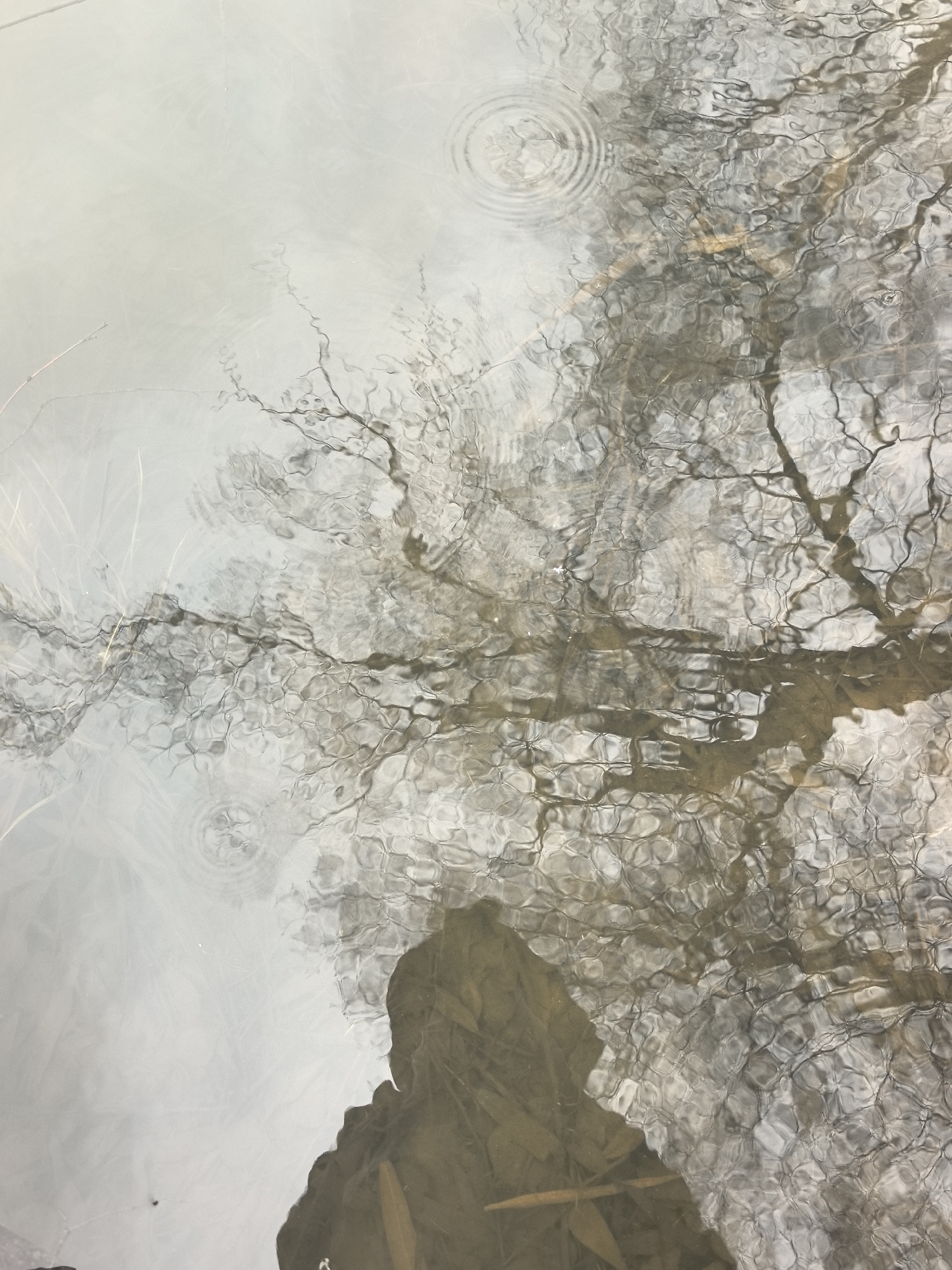 The image shows a body of water reflecting a tree and the silhouette of a person. The water's surface is disturbed by ripples. Some leaves are visible at the bottom of the water. The setting may be an urban area in the city of Noviy, Russia.