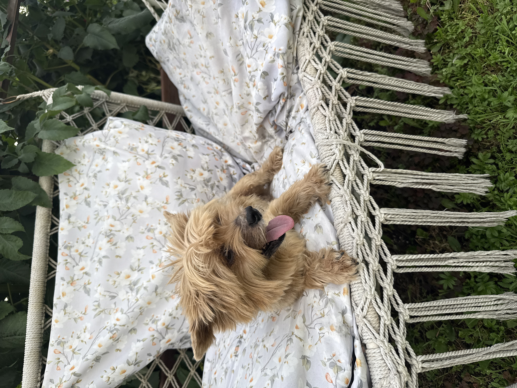 A tan, wiry-haired dog with its tongue out rests on a floral-patterned cushion on a macrame hammock chair. The hammock chair is suspended outdoors in a grassy, green environment, with dark green foliage in the background. The setting appears to be a backyard or garden area in Птицевод-2 Снт, Russia.