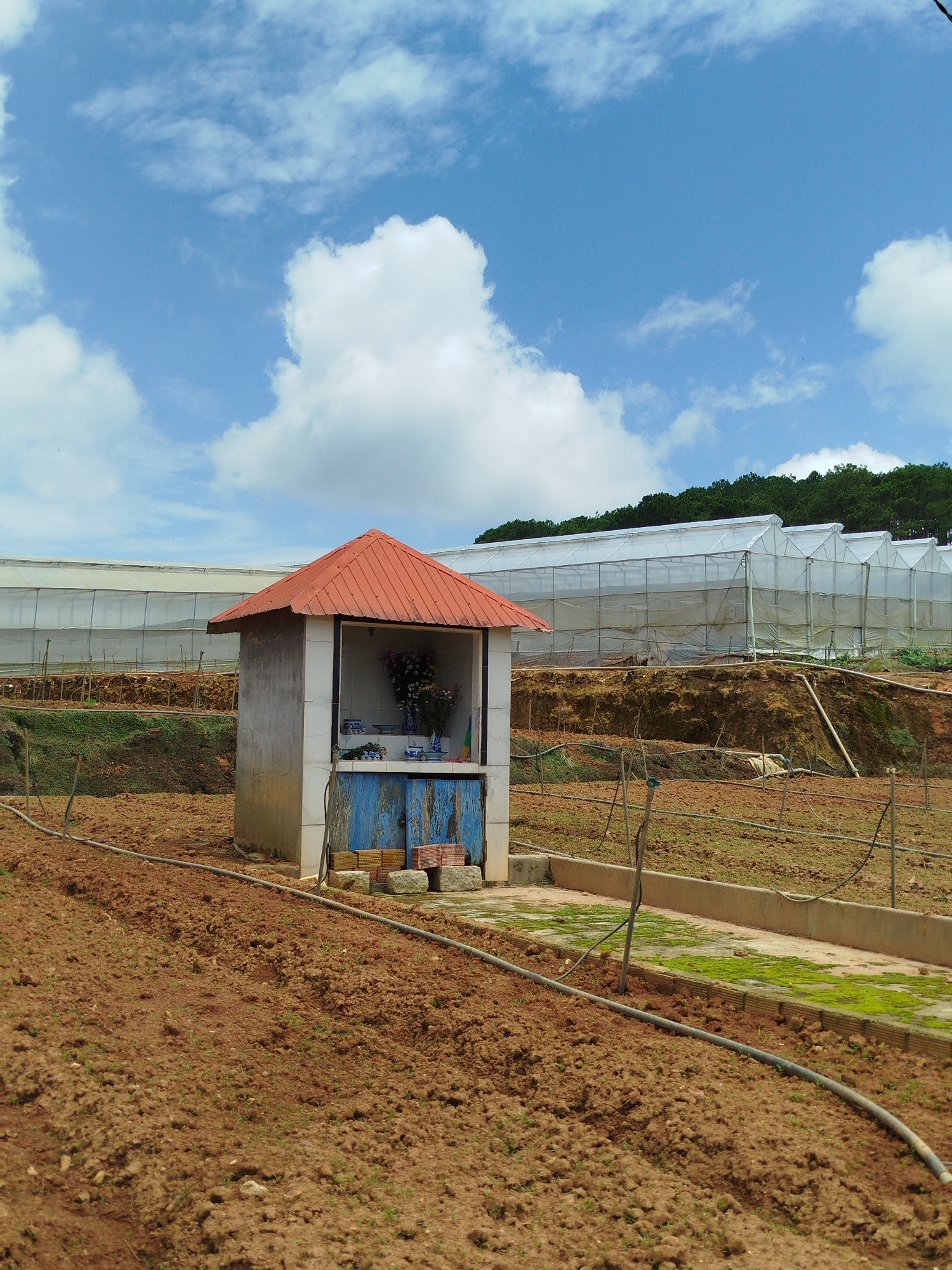 A small, weathered shrine with an orange-tiled roof sits in the foreground of a field. The shrine has a concrete structure with weathered blue wooden doors at its base. Inside the open front of the shrine, a vase of flowers is displayed, along with several ceramic bowls. In the background, a series of large, white greenhouses stretch across the landscape, with a dense line of trees forming the horizon. The ground in the foreground is dry, reddish-brown soil, with some evidence of cultivation and irrigation pipes. The sky is a bright blue with fluffy white clouds. The scene appears to be in a rural or agricultural area, possibly a farm or a gardening center, located in Xuân Thành, Vietnam.