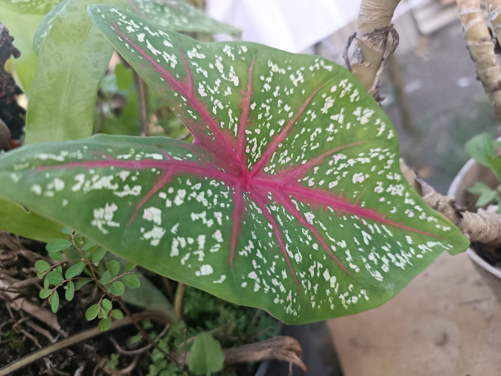 In Tabanan, Indonesia, a close-up shot focuses on a vibrant green leaf with striking pink veins radiating from the center, speckled with irregular white markings. The leaf is part of a plant with other leaves visible in the background, some lighter green and out of focus. To the right, the rough, textured bark of a plant stem is visible, and further to the right, a white pot containing a smaller green plant is partially seen. In the lower left, a cluster of tiny, delicate green leaves sprout from a thin stem, creating a contrast in scale and texture with the large central leaf. The overall environment appears to be outdoors, possibly a garden or a potted plant display, with blurred elements suggesting a natural or cultivated setting.