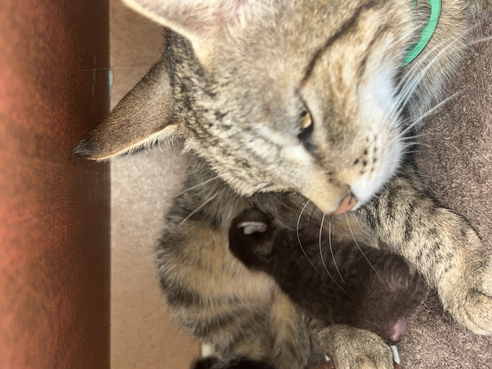 A close-up shot shows a mother cat and her newborn kitten. The mother cat is a tabby with brown and black stripes and is wearing a green collar. The kitten is dark brown and appears to be asleep, nestled against its mother's fur. They are lying on a brown towel, which is placed on a brown surface. Above them, a darker brown surface creates a confined space. The image is well-lit, with the focus primarily on the animals. The specific location in Oktyabrsky, Russia, is not discernible from the visual information provided.