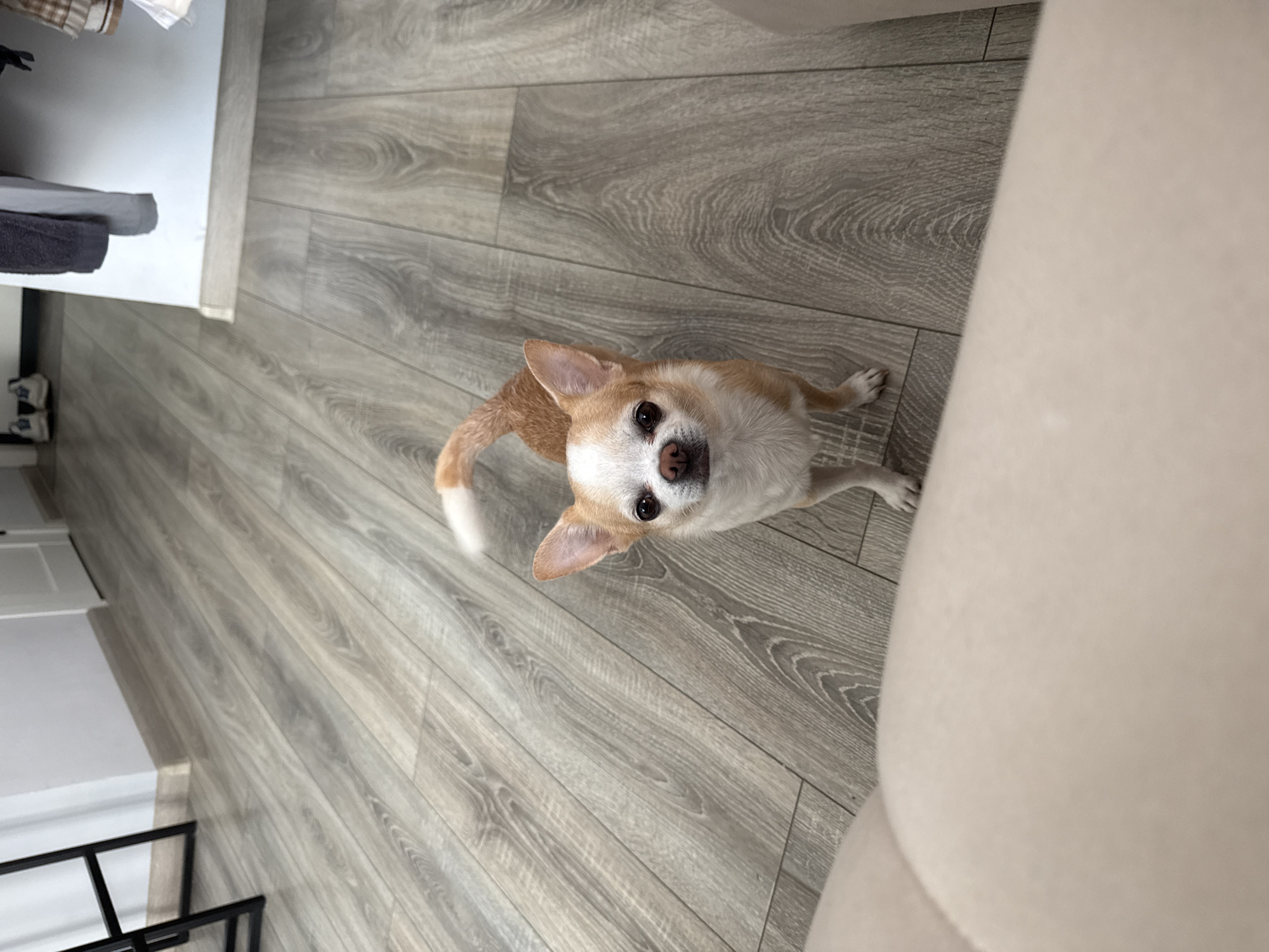 A tan and white Chihuahua dog stands on a light grey wood-look laminate floor. The dog is looking up at the camera. Part of a tan-colored upholstered chair is visible to the right. There are pieces of furniture on the left. The location cannot be determined from the image, so Rostov-on-Don, Russia cannot be determined.