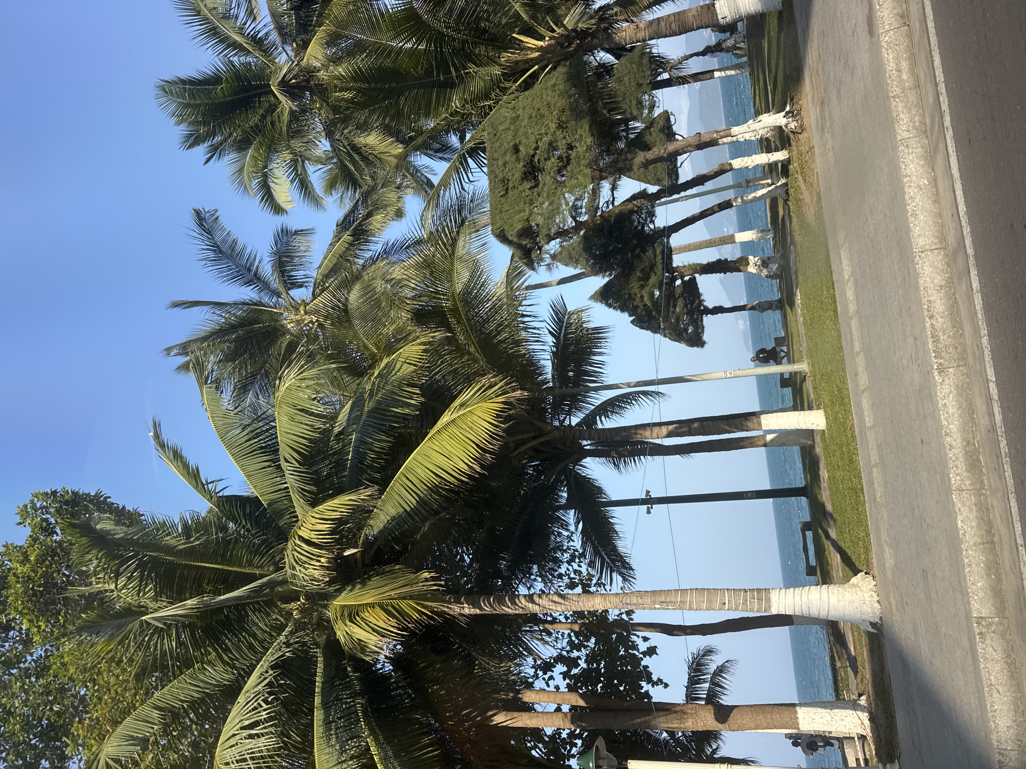 The image depicts a tropical coastal scene, likely a street view. Palm trees with green fronds dominate the foreground, their trunks painted white near the base. A paved road runs along the right side of the frame, with a narrow strip of green grass separating it from the coastline. Beyond the grass, the blue ocean stretches to the horizon, where distant landmasses are visible. Other trees line the coast, interspersed with the palms. Overhead power lines are also present. A person sitting on a bench is visible in the distance, but their actions or interactions are unclear. The sky is a clear blue, suggesting a sunny day. The location within the city of Unknown, Unknown, cannot be determined from the visual information provided.