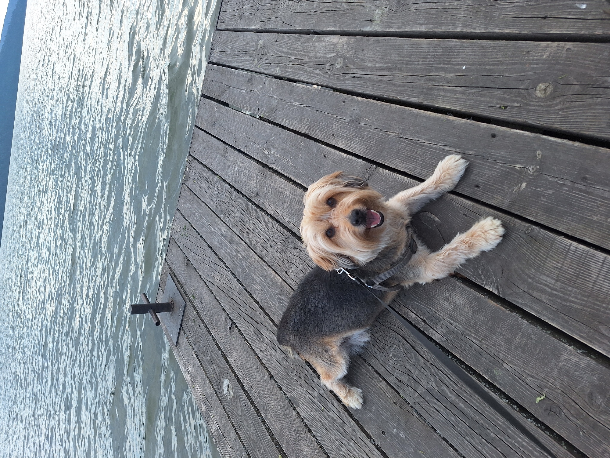 A small, tan and gray dog with its mouth open lies on a wooden dock. The dog is wearing a gray harness. The dock is made of weathered wooden planks and extends over a body of water. The water is choppy and gray, with ripples reflecting the light. In the background, the horizon is visible, showing a distant treeline. A dark metal post is fixed to the dock near the water's edge. The scene appears to be outdoors, possibly in a natural setting near a lake or river. The location in Атамановка, Russia, is not visually evident from the image itself.