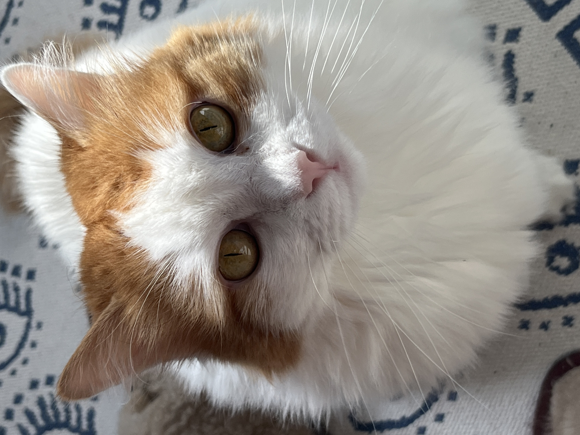 The image is a close-up, overhead shot of an orange and white cat. The cat's head and upper body are visible, with its fur predominantly white and its ears and patches on its head being orange. The cat has striking greenish-yellow eyes with vertical pupils and a pink nose. Long, white whiskers extend outwards from its face. The cat is resting on a light-colored surface with a blue, patterned fabric visible beneath it. The lighting suggests it is daytime, with sunlight casting shadows. There is no indication of the city of Korolyov, Russia, or any urban environment. The focus is solely on the cat.