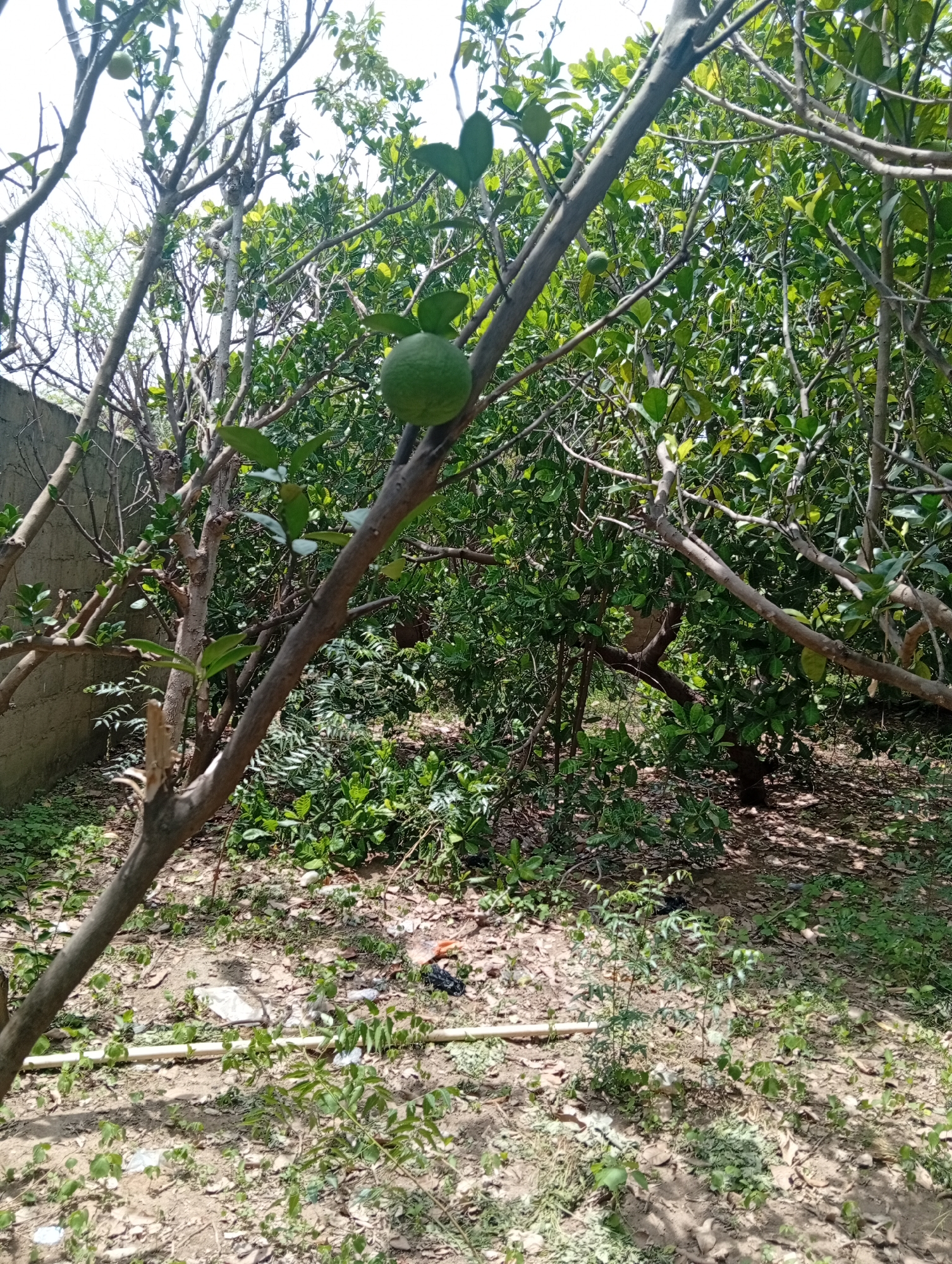 This image depicts an outdoor scene in Azume, Nigeria, likely a residential area or a farm given the presence of fruit-bearing trees and the surrounding vegetation. In the foreground, a large, weathered tree trunk is prominently positioned, extending diagonally upwards from the bottom left of the frame. This trunk supports several branches, some bare and others adorned with green leaves. Hanging from one of these branches is a single, spherical green fruit, possibly a citrus fruit.
The background is filled with dense foliage from multiple trees, creating a lush, green canopy. Sunlight filters through the leaves, casting dappled shadows on the ground. The ground itself is covered with dry leaves, soil, and some sparse green undergrowth. A concrete wall runs along the left side of the image, suggesting it may be a boundary or part of a structure.
The scene appears to be a still, natural environment. There are no people visible in the image. Some debris, including plastic bags and other unidentifiable objects, are scattered on the ground, indicating the presence of human activity in the vicinity. The overall impression is one of a somewhat unkempt but verdant space within a Nigerian landscape.