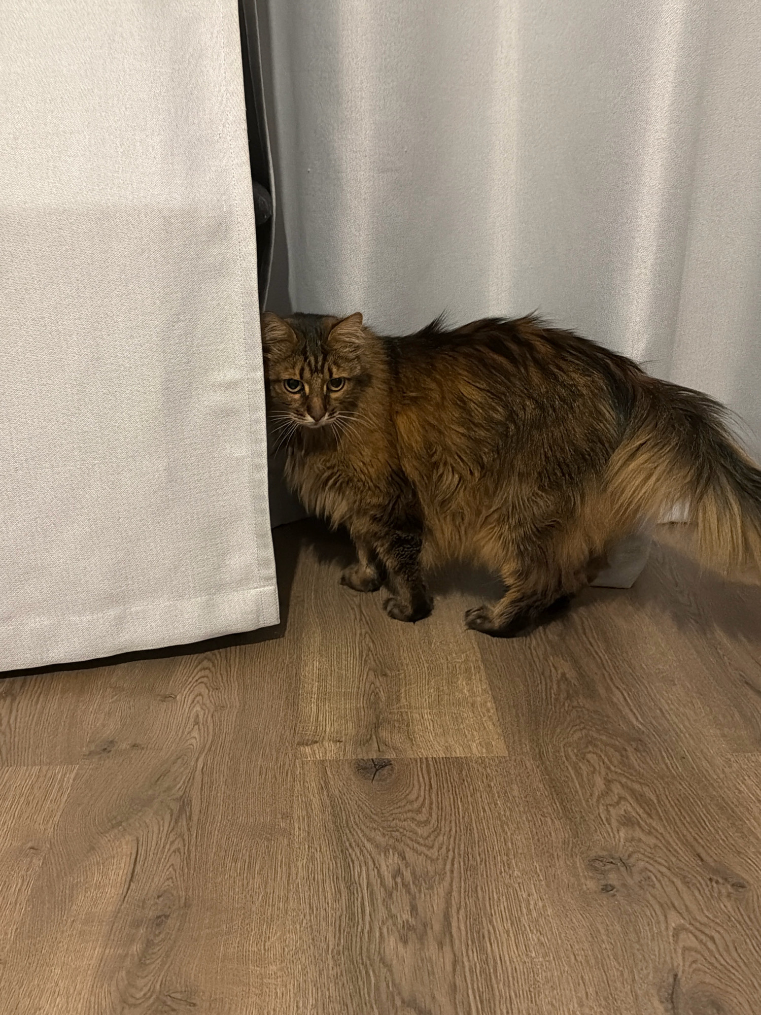 A long-haired tabby cat is peeking out from behind a light-colored curtain, standing on a wooden floor. The cat is positioned to the right of the frame, with its body angled slightly away from the viewer. Its face is turned towards the camera, and its eyes are wide open. The cat's fur is a mix of brown and black stripes. The curtain is on the left side of the image, and it appears to be made of a heavy fabric. The wooden floor is made of planks with a visible grain. The background consists of a lighter, sheer curtain. There is no discernible location in the city of Kyiv, Ukraine.