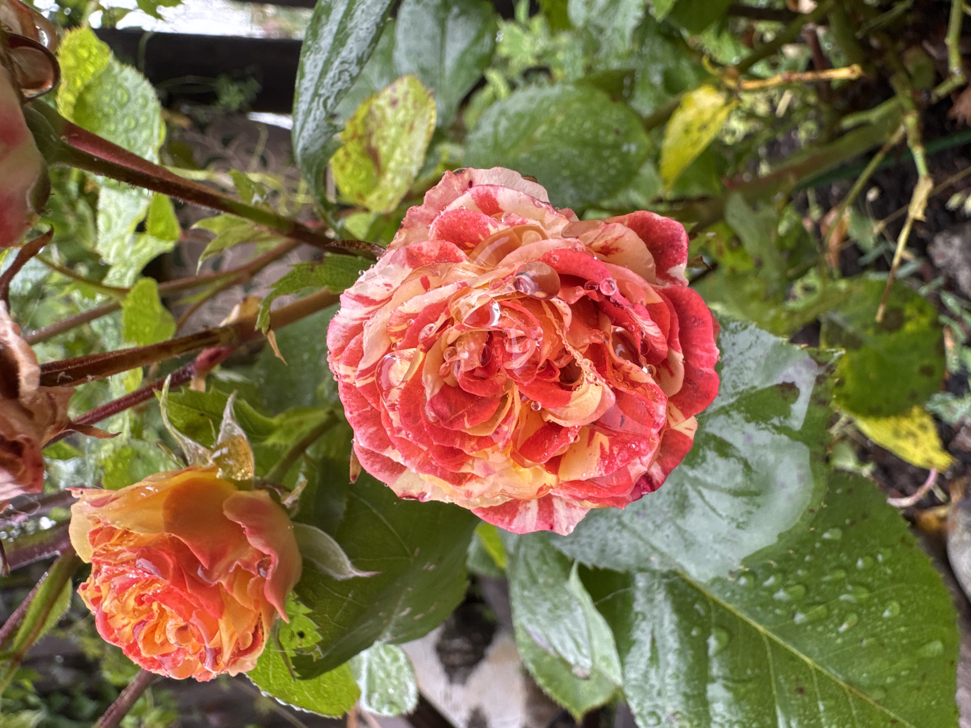 This is a close-up, high-angle shot of two bi-colored roses covered in water droplets. The rose in the foreground is larger and more open, with petals that transition from a creamy yellow to vibrant shades of red and pink, creating a striped or marbled effect. The rose on the lower left is smaller and appears to be a bud or less open bloom, displaying similar yellow and orange tones. Both roses have numerous water droplets clinging to their petals and leaves, suggesting recent rain. The background consists of lush, green rose leaves, some of which also bear water droplets, and hints of brown stems and branches. The overall setting appears to be a garden. The lighting suggests it is daytime, with the overcast conditions implied by the diffused light and the presence of rain. There is no visible text in the image.