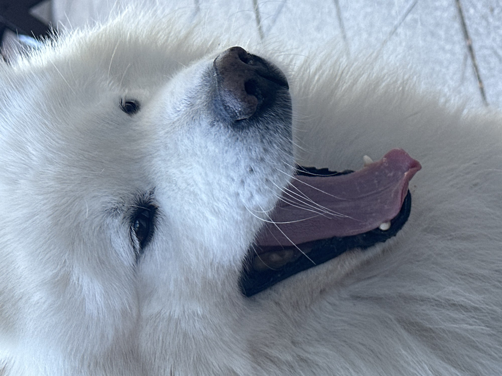 A close-up shot of a white, furry dog, likely a Samoyed, with its head tilted back, mouth open, and tongue protruding. The dog's nose is dark and slightly moist. One eye is partially visible, appearing dark against the white fur. Several white whiskers are noticeable. The background is slightly blurred and appears to be a textured surface. The image was not taken in Šušanj, Montenegro and contains no information about a city or location.