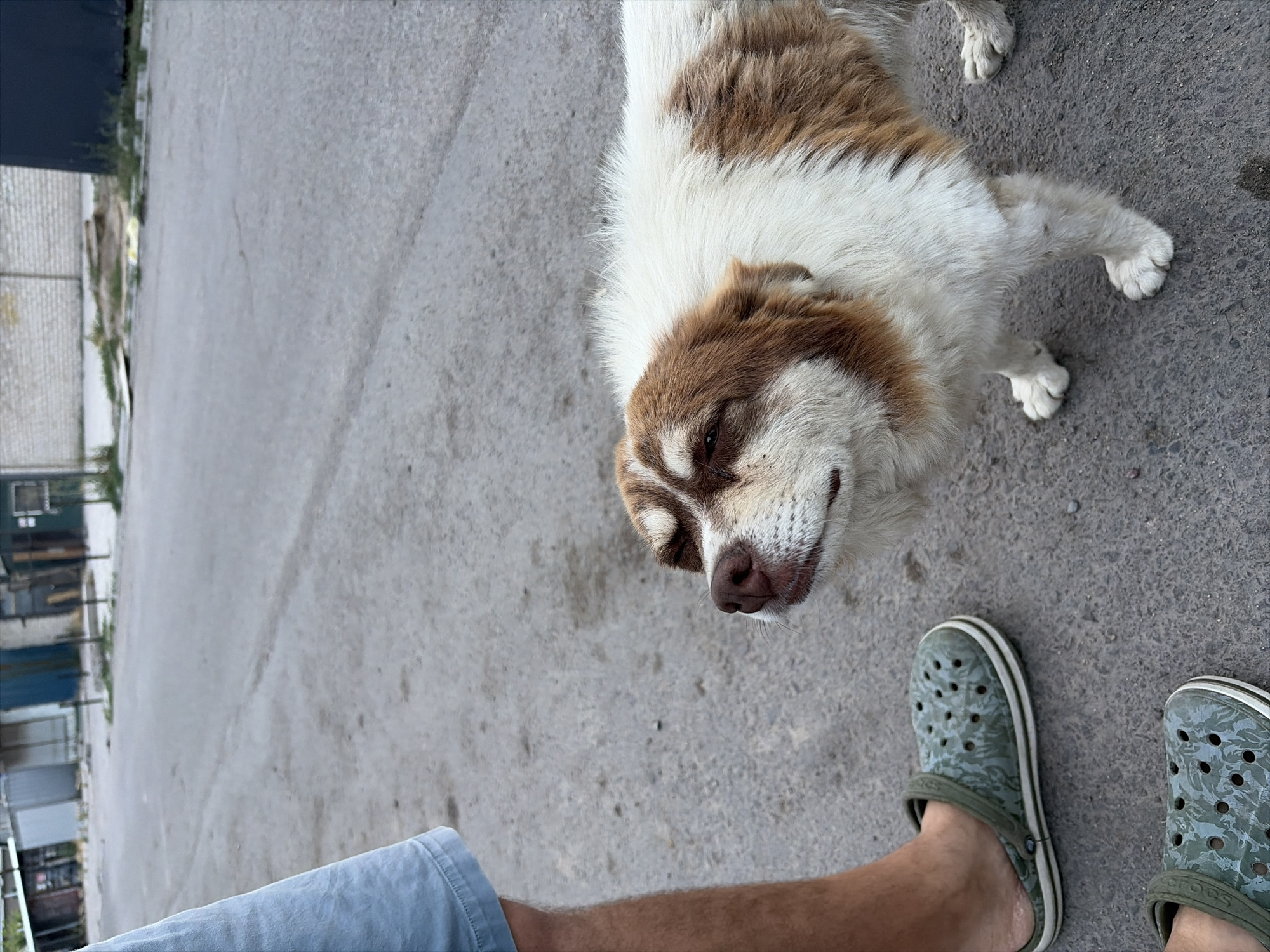 A dog with brown and white fur lies on a concrete surface. The dog's head is tilted up, looking towards the camera with its mouth slightly open. Nearby, a person's legs are visible, wearing light blue shorts and green patterned Crocs. The setting appears to be outdoors, possibly in a yard or alley, with a building or fence visible in the background on the left. The lighting suggests it might be daytime, with overcast conditions. The scene conveys a relaxed or potentially playful interaction between the dog and the unseen person. No visible text is present.