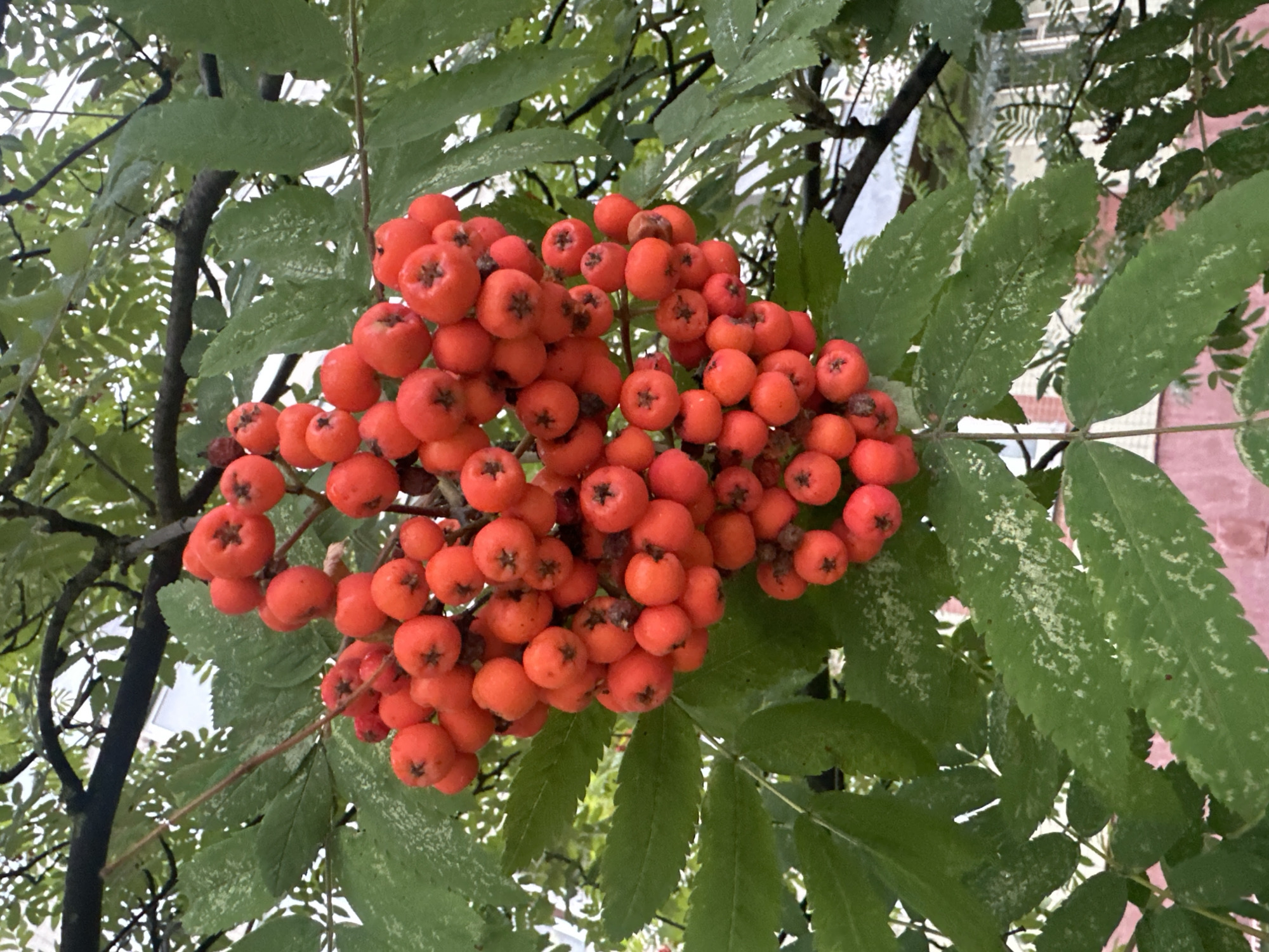 A cluster of bright red rowan berries hangs from a branch amidst green leaves. The leaves appear slightly mottled with lighter green or white speckles. In the background, out of focus, a building with pink and white sections is visible, suggesting an urban or suburban setting. The lighting is diffused, indicating an overcast day. The image is a close-up, focusing on the berries and surrounding foliage.