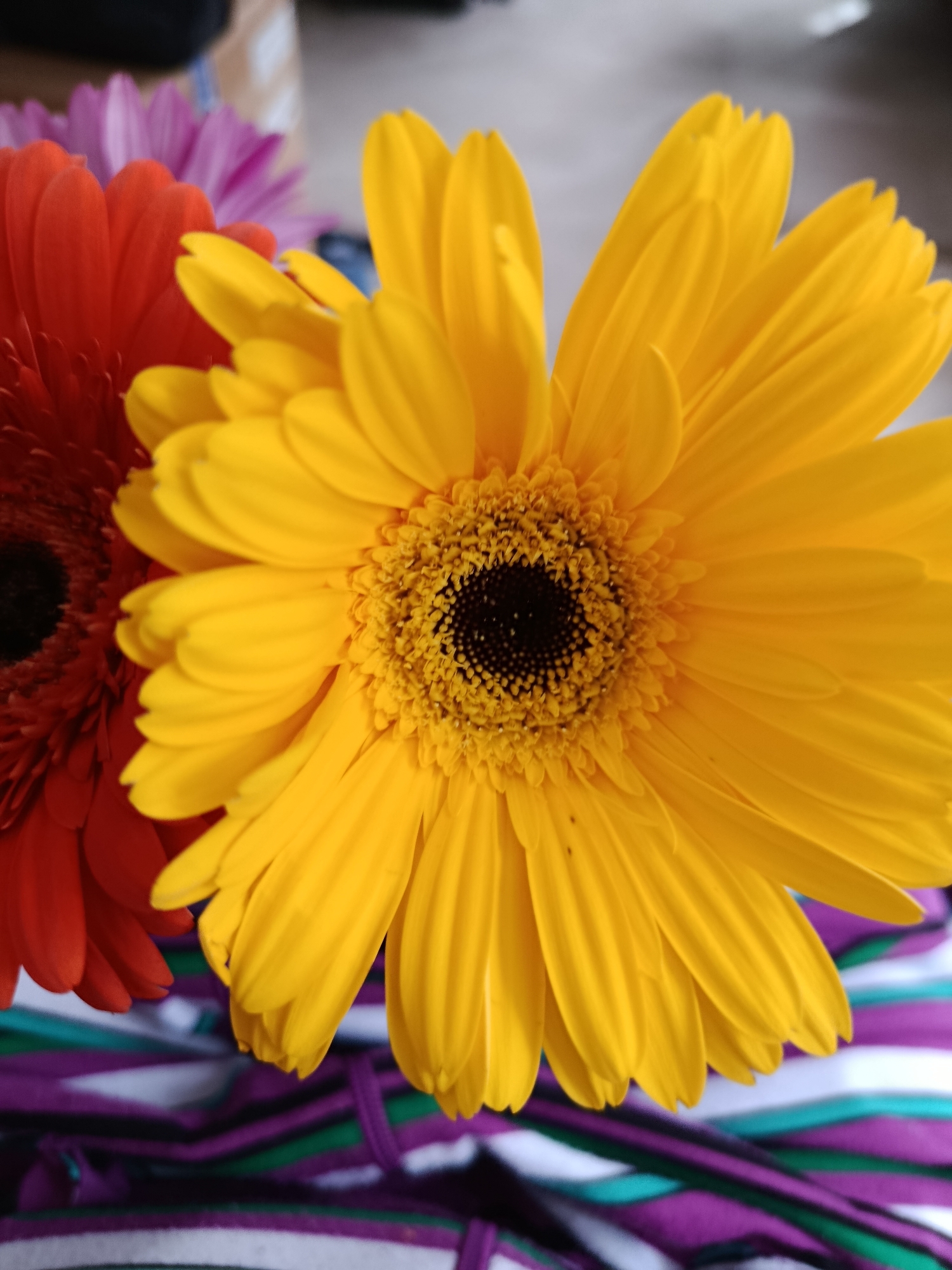 The image is a close-up shot of several gerbera daisies. A large, vibrant yellow gerbera is in the foreground, slightly to the right of center, its petals fanning outwards. To its left, partially visible, is a bright red gerbera. Behind these, and slightly out of focus, is a pale pink or purple gerbera. The flowers are resting on a surface with a striped pattern of purple, green, and white. The background is blurred and appears to be an indoor setting, possibly a table or shelf, with some indistinct objects visible. The image does not contain any information that would indicate its location in Saratov, Russia.