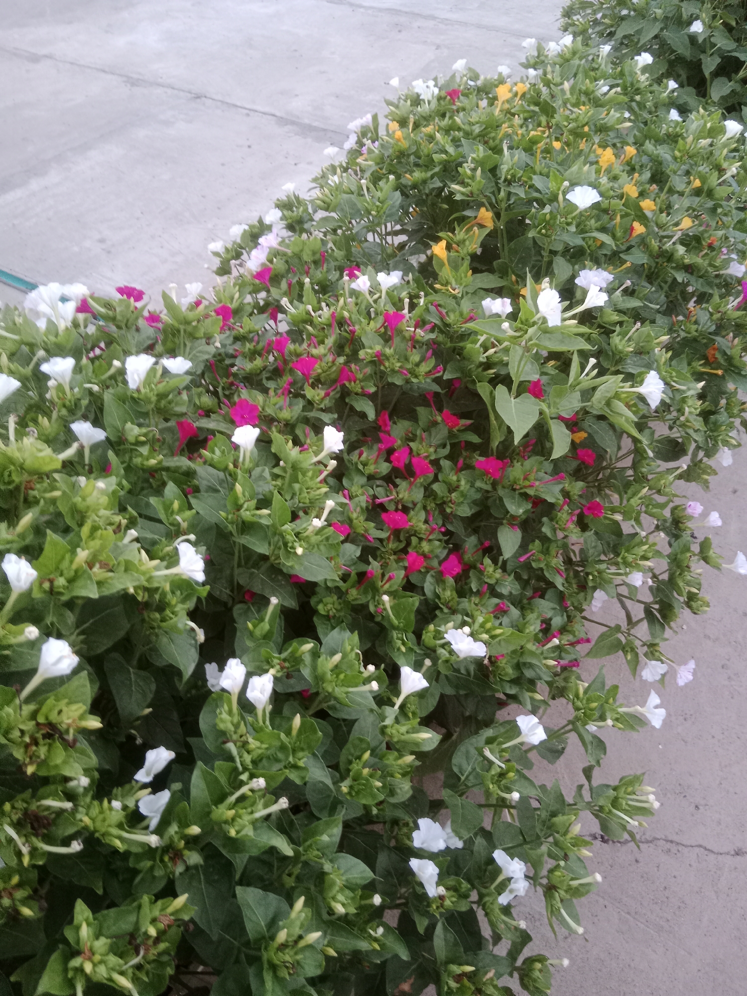 A cluster of four o'clock flowers with white, pink, and yellow blooms grows alongside a concrete path. The flowers are in various stages of bloom, with some fully open and others still in bud. The leaves are a vibrant green. The concrete path is weathered and appears to be outdoors. This image was taken in Makarov Rural District, Kazakhstan.