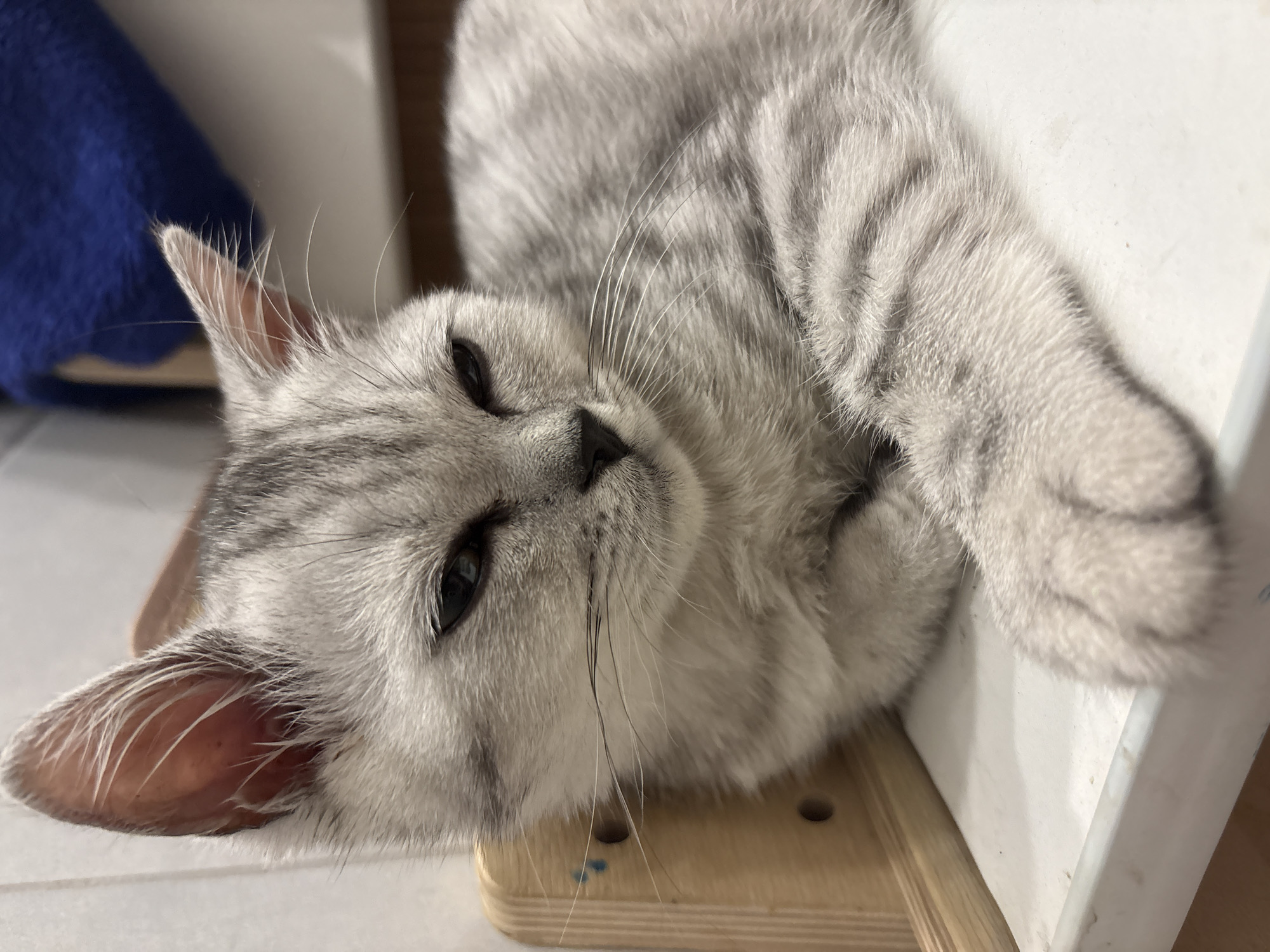 A silver tabby cat is lying on its side, with its head resting on a light-colored wooden surface. The cat's eyes are partially closed. The background includes a blue object and a white surface. The location is not identifiable as Izhevsk, Russia from the given image.