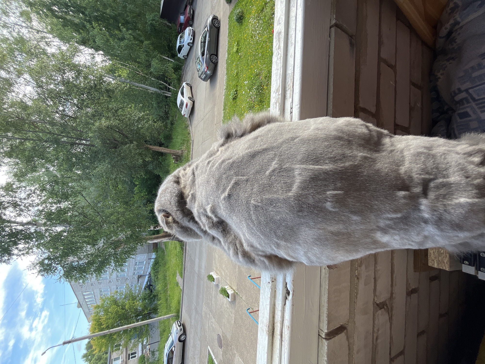 The image shows a fluffy gray cat, likely a Scottish Fold, sitting on a windowsill and looking out at a residential street in Chaikovsky, Russia. The cat's fur appears to be recently shorn, with visible lines indicating a patterned haircut.
The street is paved with concrete and lined with green grass and trees. Several cars are parked on the street, including a silver sedan, a white sedan, and a dark-colored SUV. In the background, a multi-story brick apartment building is visible, with numerous windows. The sky is blue with scattered white clouds. The windowsill is made of white painted wood and is positioned above a brick wall. Two small, green planters are visible on the concrete area below the windowsill. A blue and red railing can be seen in the foreground, suggesting this is a balcony or porch. The overall scene depicts a typical urban residential environment.