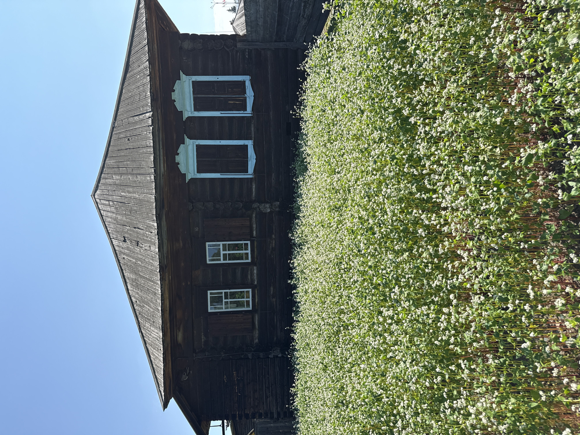 A horizontal, eye-level, full shot captures an old, dark wooden house with a weathered, gray, planked roof, set against a clear blue sky. In the foreground, a dense field of small white flowers, likely buckwheat, stretches across the lower half of the frame. The house features three windows on its visible facade. The two left windows are framed with white wood and have dark shutters, with the left window showing a glimpse of greenery inside. The rightmost window is also framed in white and has dark shutters, with a hint of red visible within. The house is constructed from dark, horizontal logs. A weathered wooden fence runs along the right side of the property, partially obscuring another building. The overall scene evokes a rural setting in Shushenskoye, Russia.