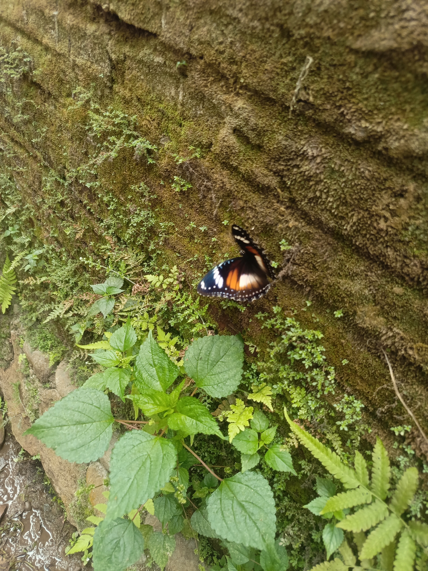 A butterfly with orange, black, white, and blue markings is perched on a moss-covered rock face. The rock face is textured and appears to be part of a wall or embankment. Various small green plants, including ferns, are growing on and around the rock. The bottom left of the image shows wet stones and what appears to be water, suggesting a damp environment. The overall scene is natural and outdoor, likely in a humid climate.