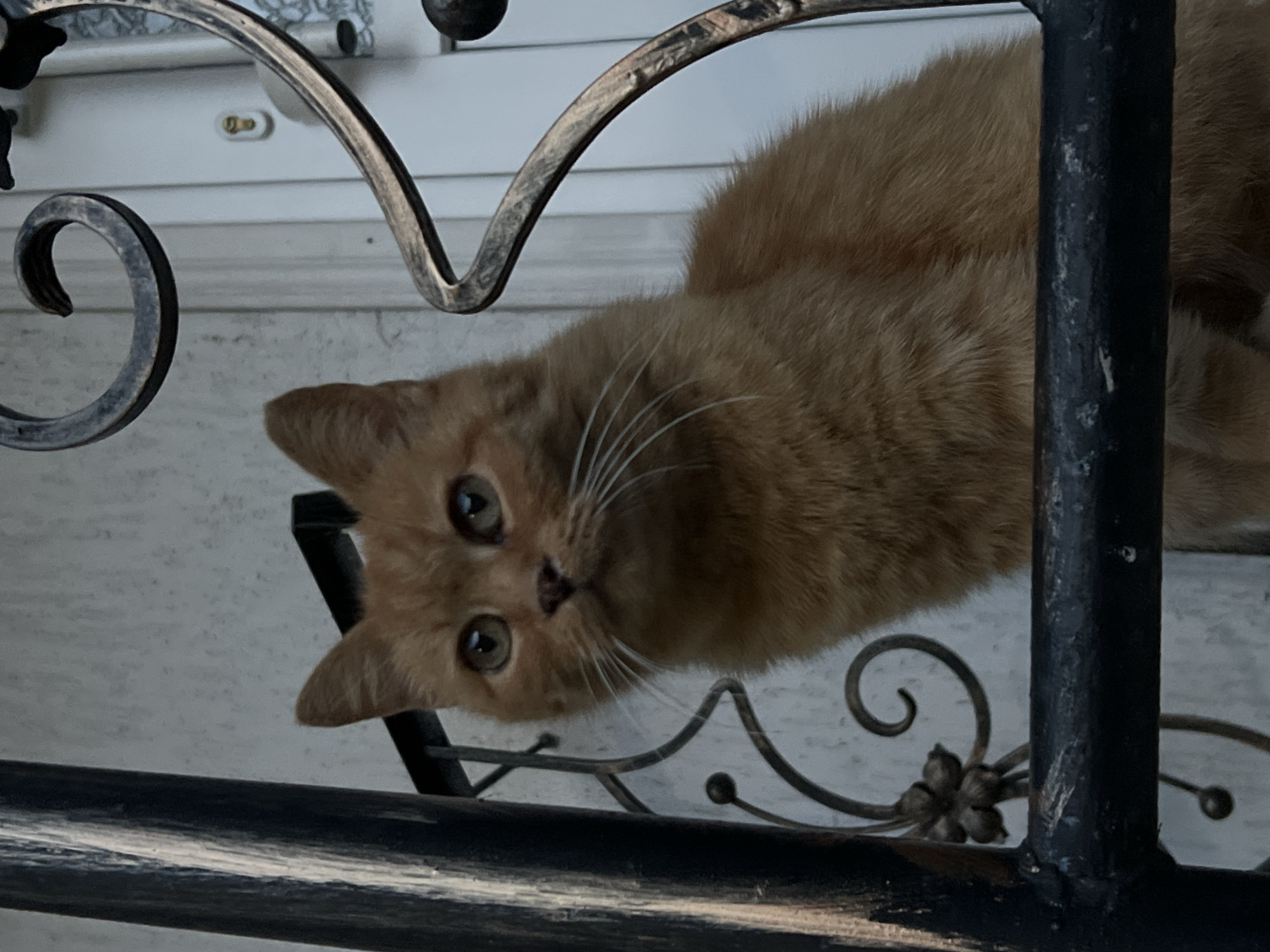 A ginger cat is positioned behind a black wrought-iron fence with ornate scrollwork. The cat is looking directly at the camera with bright green eyes and has prominent white whiskers. The background consists of a light-colored wall and a white door with a gold doorknob. The scene appears to be outdoors.